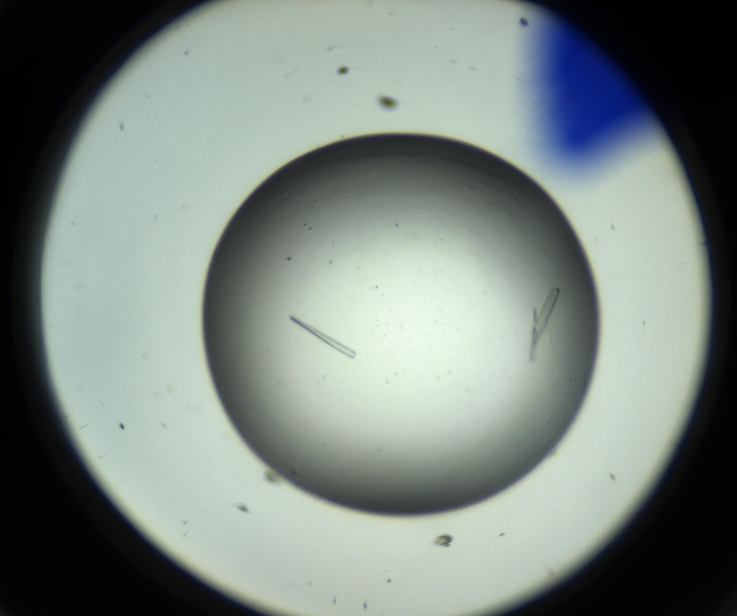 RI01_03_000_0212_Proj1_Clon1_MC_0000MC102643_012_161014_11_04_02_00_98_002_001_RAI.jpg