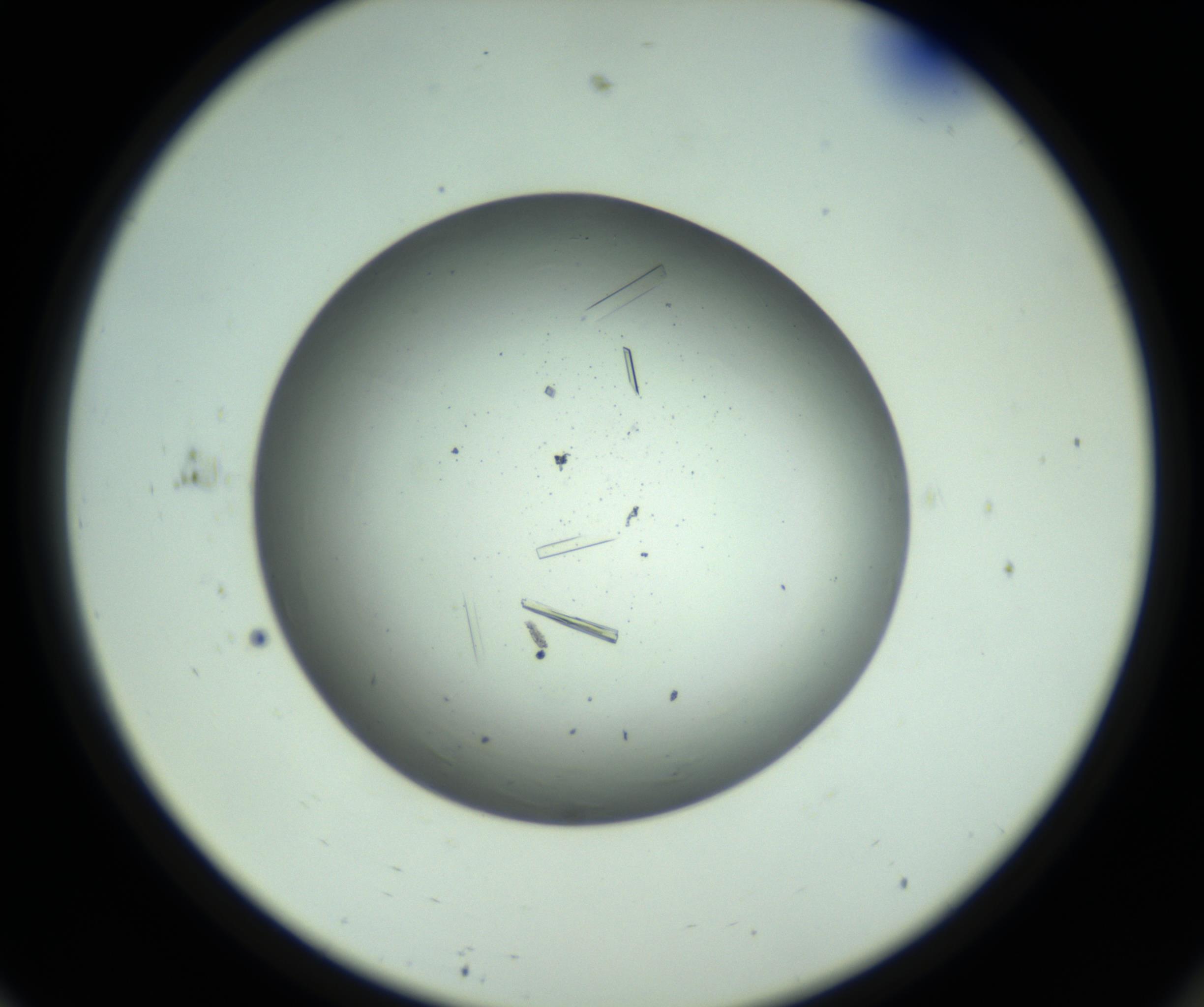 RI01_03_000_0212_Proj1_Clon1_MC_0000MC102643_012_161014_11_06_02_00_98_002_001_RAI.jpg