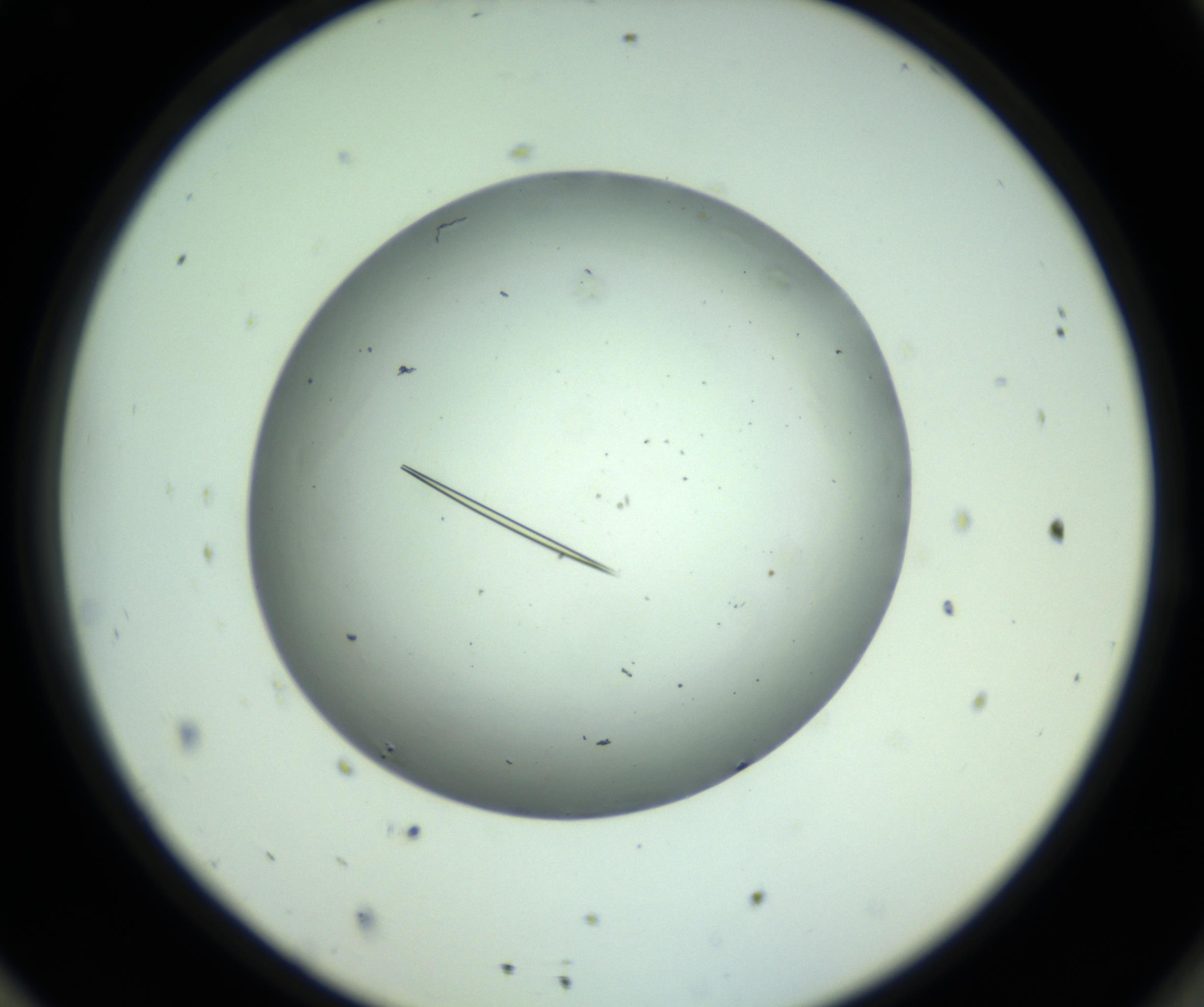 RI01_03_000_0212_Proj1_Clon1_MC_0000MC102643_012_161014_11_08_02_00_98_002_001_RAI.jpg