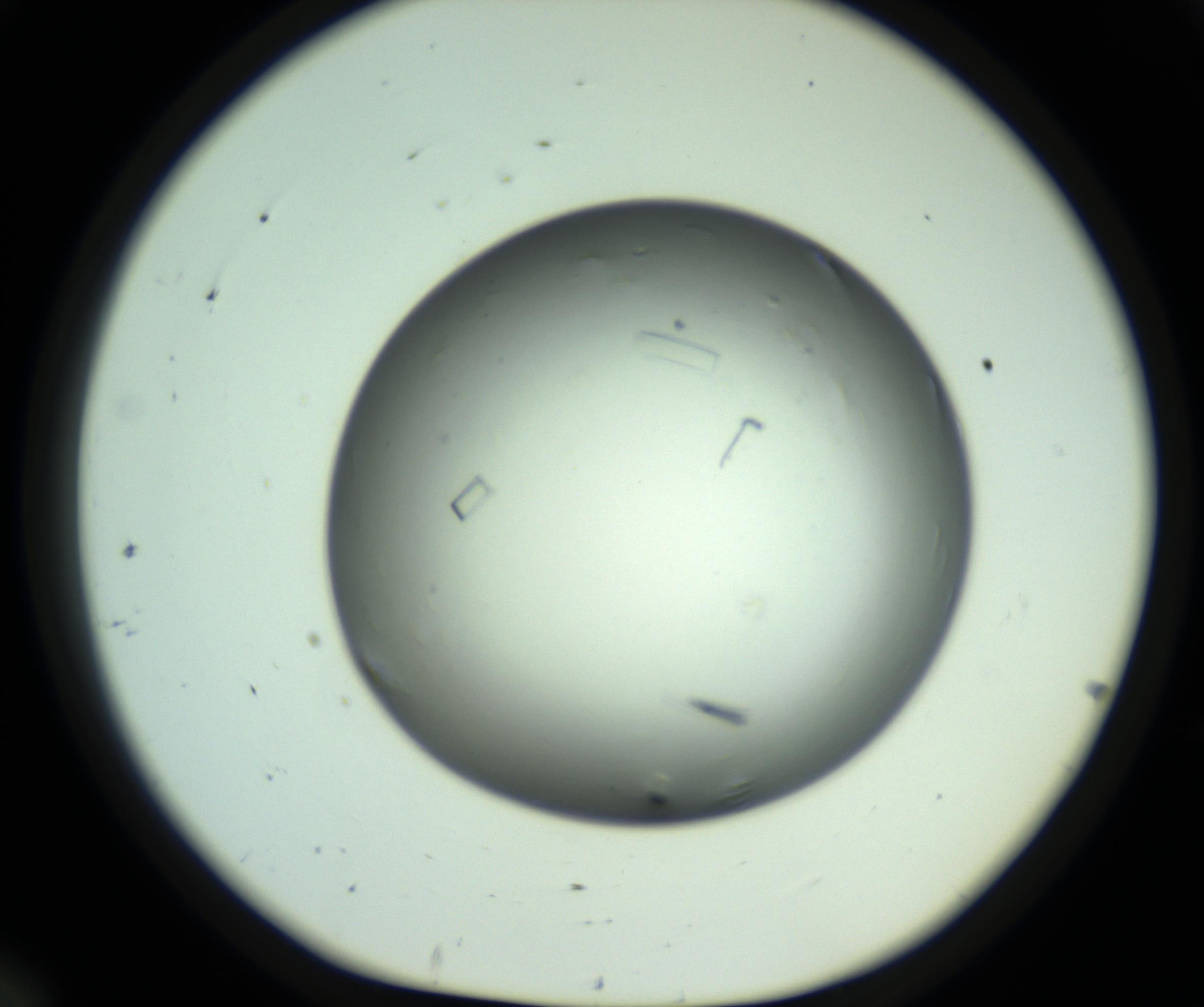 RI01_03_000_0212_Proj1_Clon1_MC_0000MC102643_012_161014_12_02_01_00_98_002_001_RAI.jpg