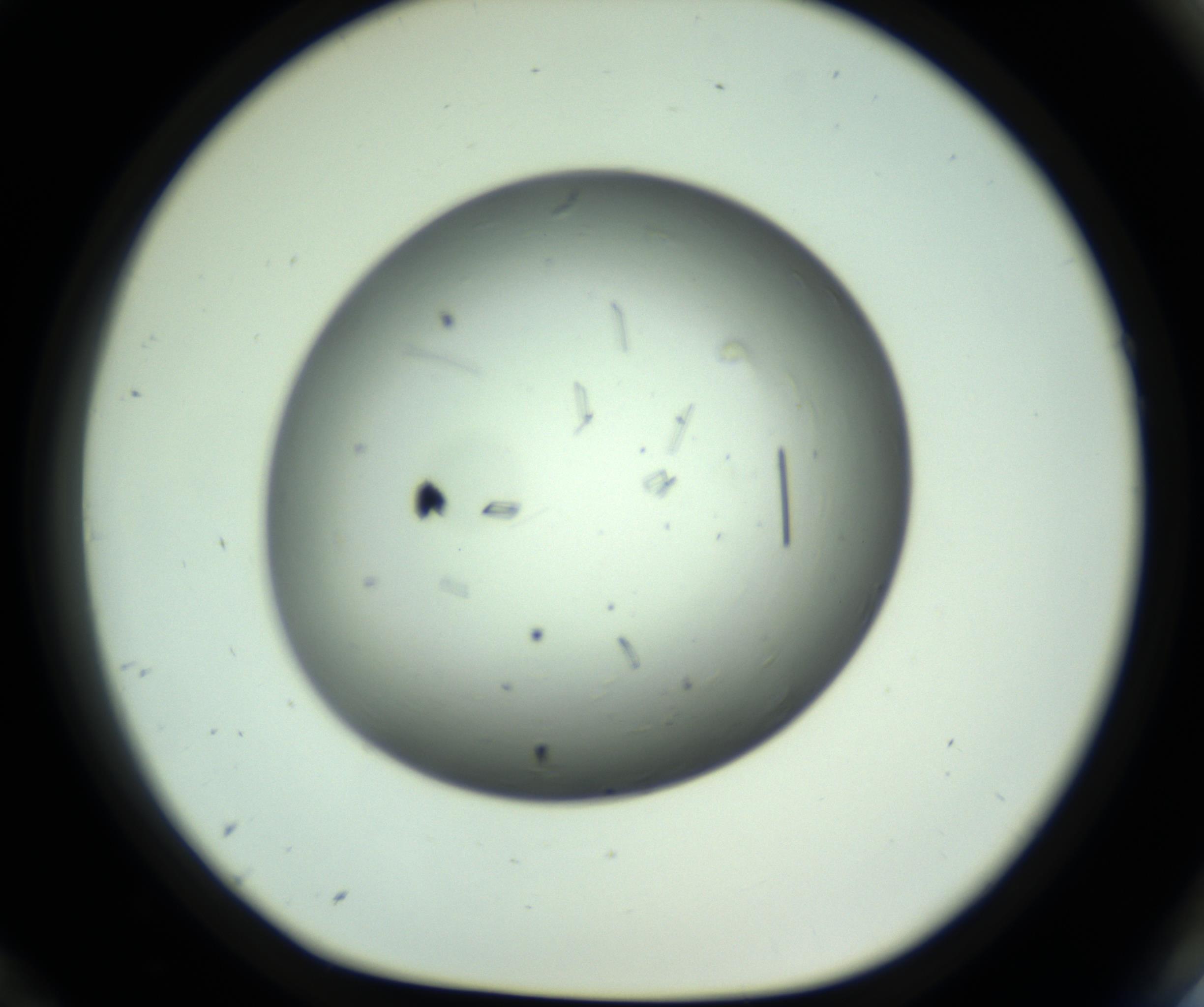 RI01_03_000_0212_Proj1_Clon1_MC_0000MC102643_012_161014_12_08_01_00_98_002_001_RAI.jpg