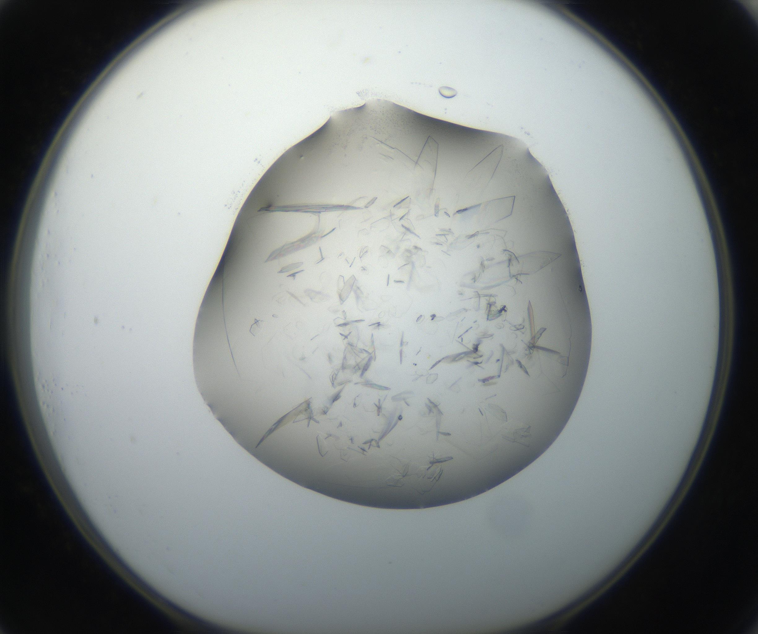 RI01_03_000_0212_Proj1_Clon1_MC_0000MC102645_002_160814_01_07_01_00_99_002_001_RAI.jpg