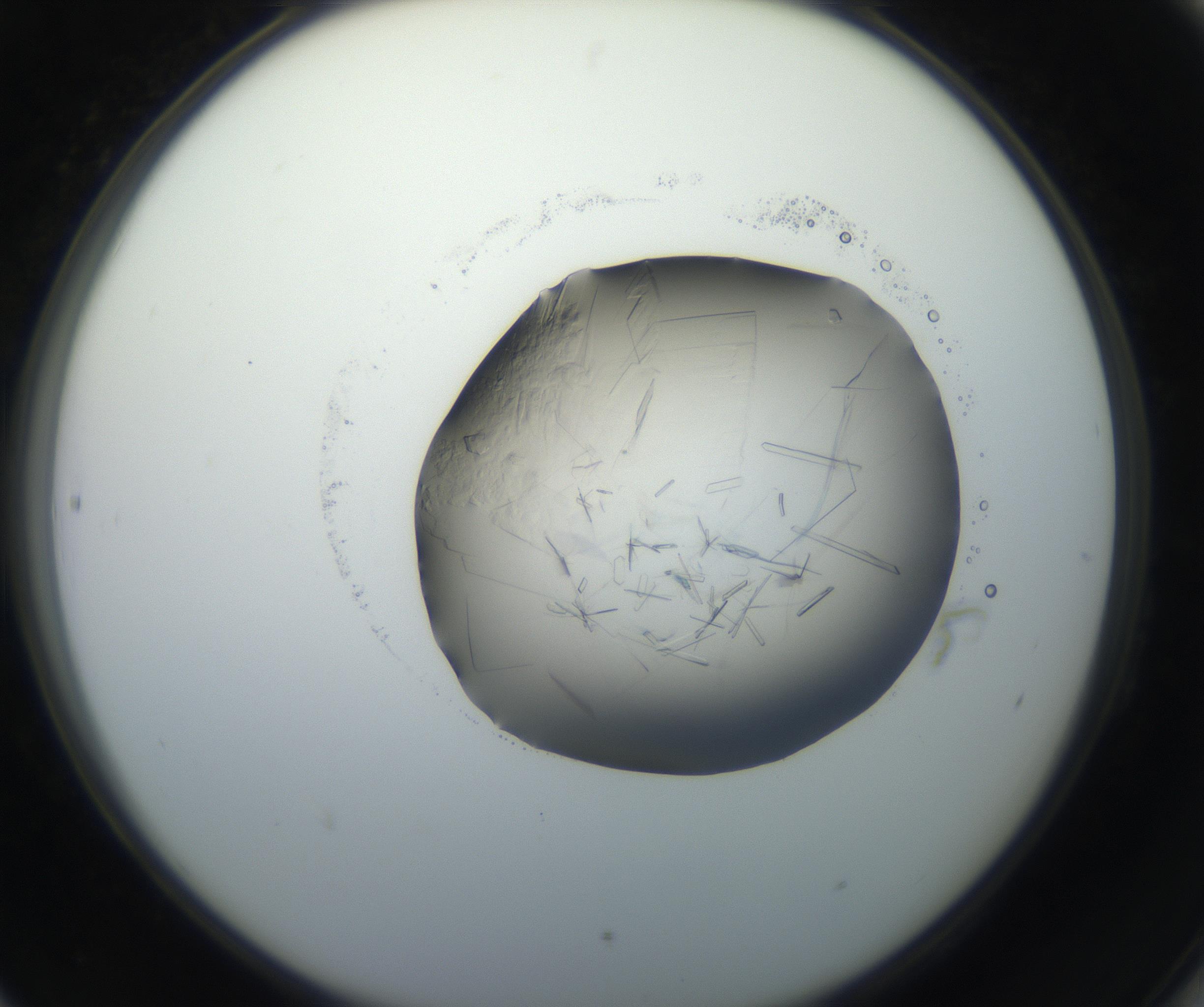 RI01_03_000_0212_Proj1_Clon1_MC_0000MC102645_002_160814_06_08_02_00_99_002_001_RAI.jpg