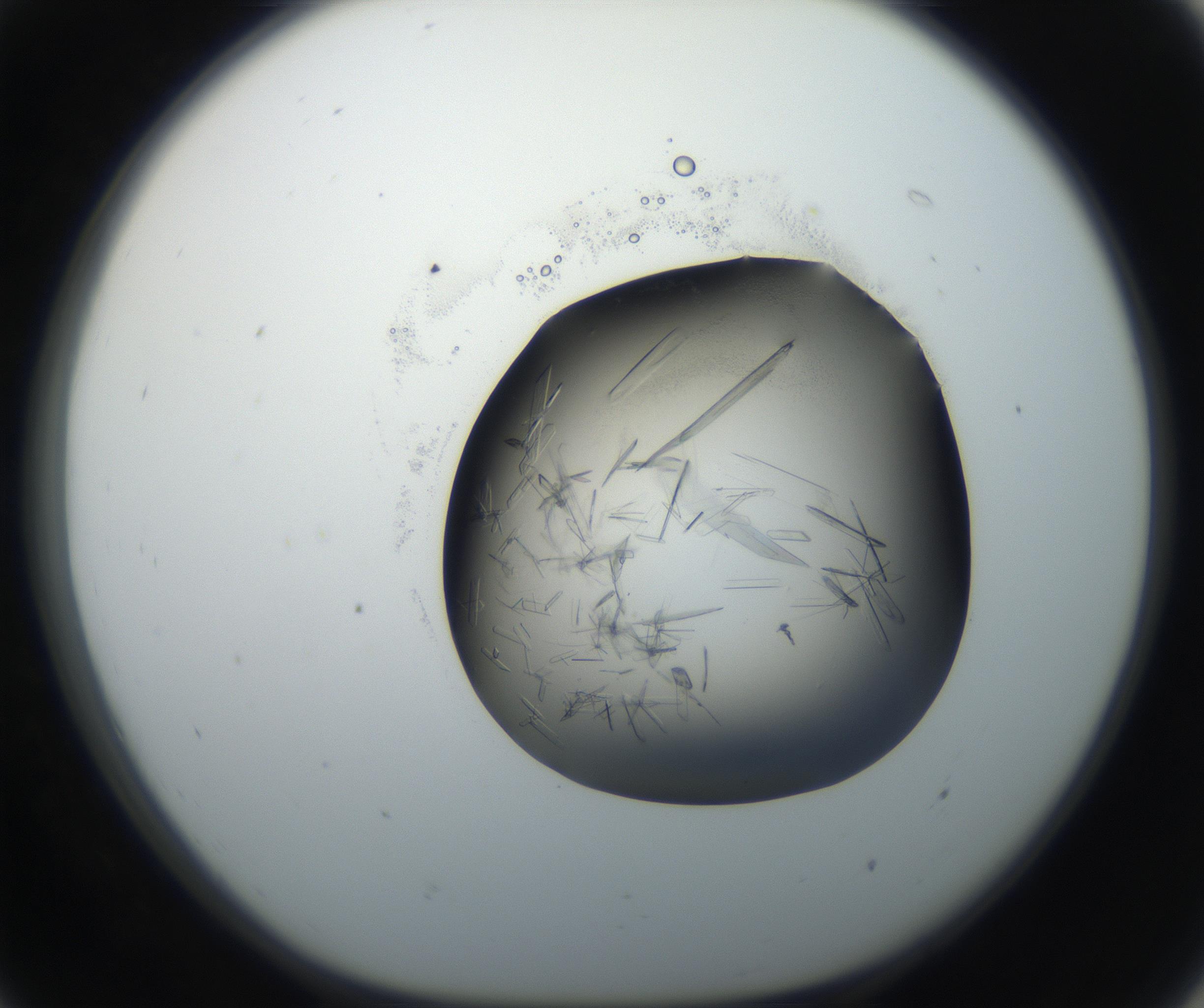 RI01_03_000_0212_Proj1_Clon1_MC_0000MC102645_002_160814_07_05_01_00_99_002_001_RAI.jpg