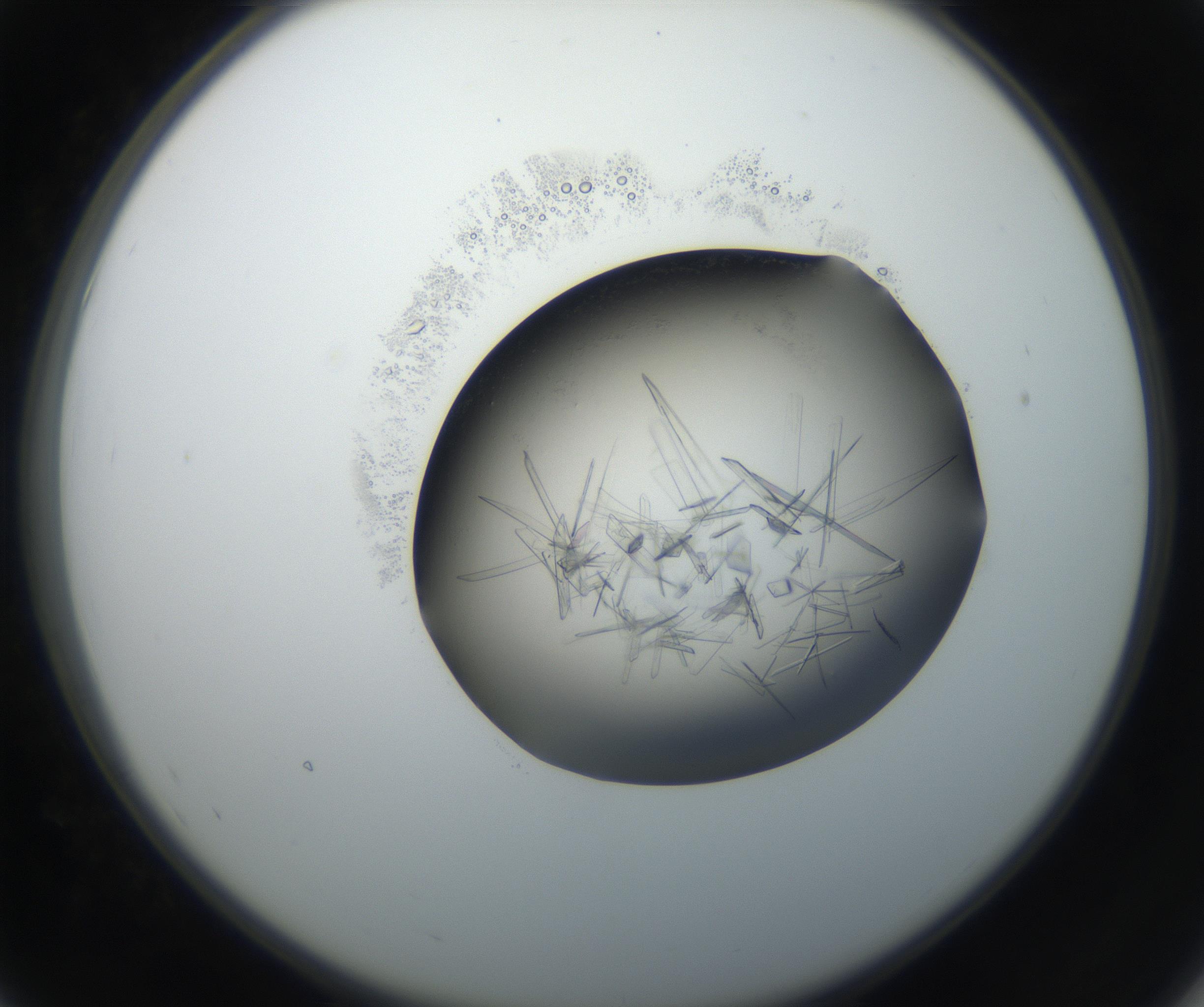 RI01_03_000_0212_Proj1_Clon1_MC_0000MC102645_002_160814_07_05_02_00_99_002_001_RAI.jpg