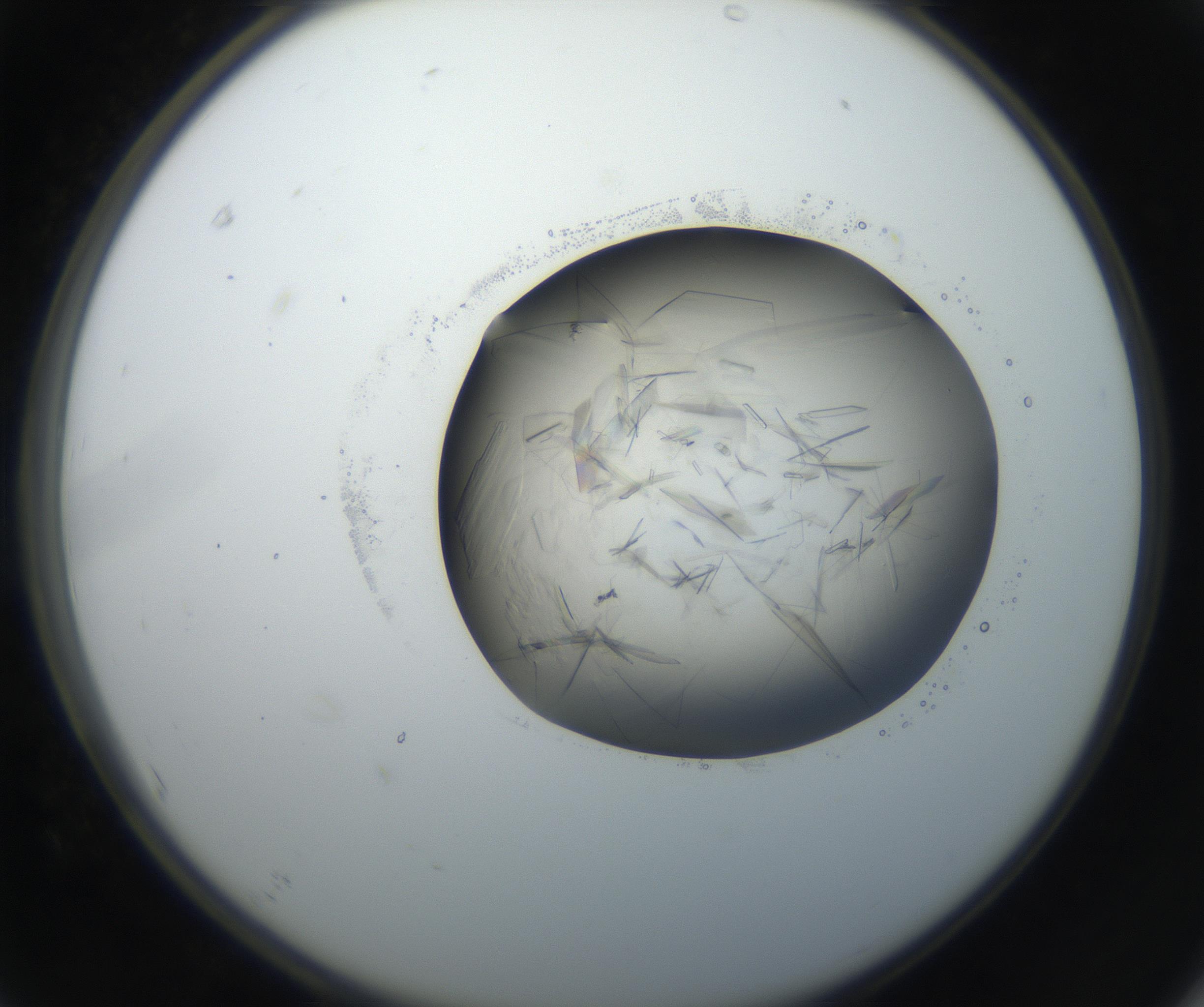 RI01_03_000_0212_Proj1_Clon1_MC_0000MC102645_002_160814_07_06_02_00_99_002_001_RAI.jpg