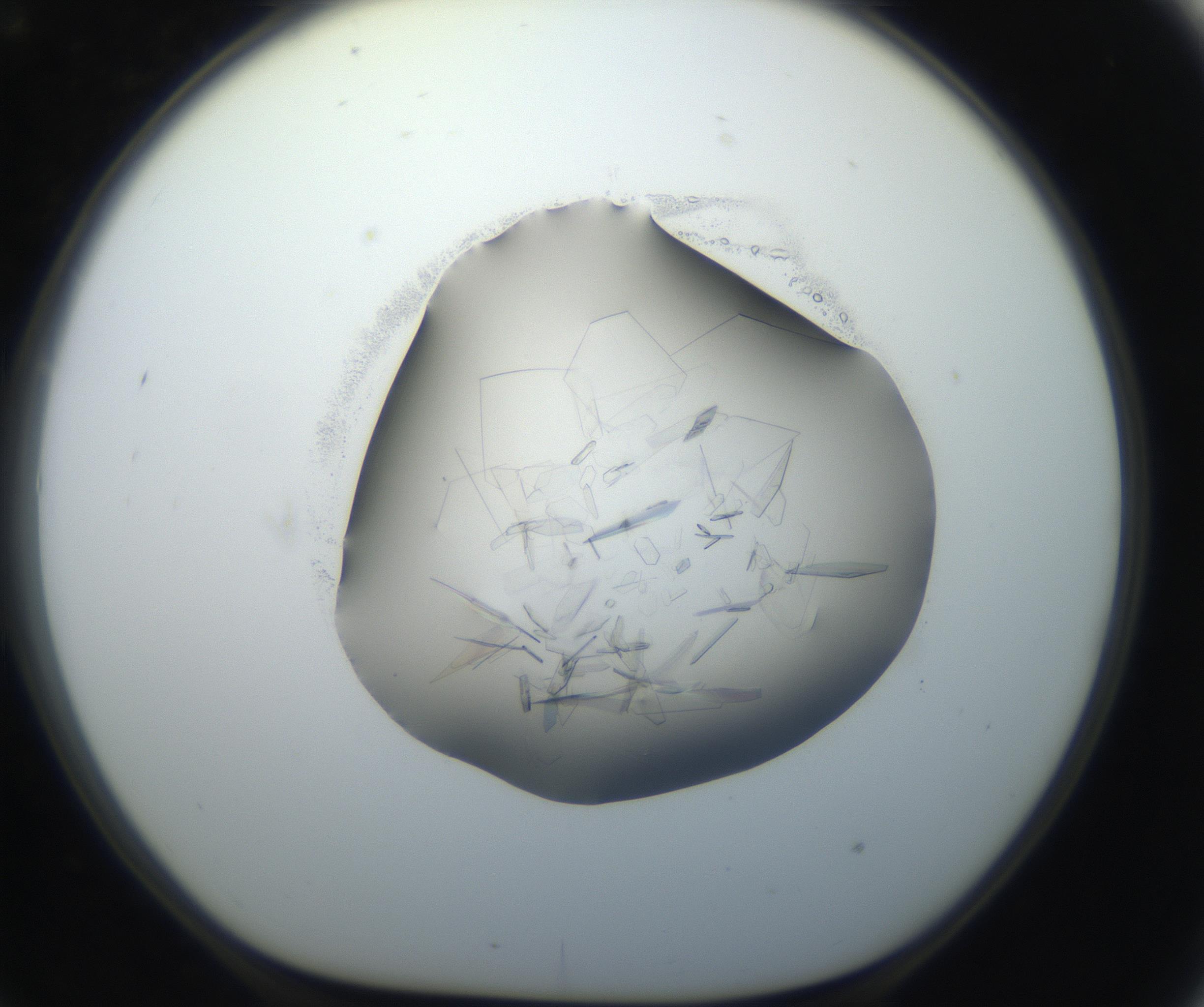 RI01_03_000_0212_Proj1_Clon1_MC_0000MC102645_002_160814_09_07_01_00_99_002_001_RAI.jpg
