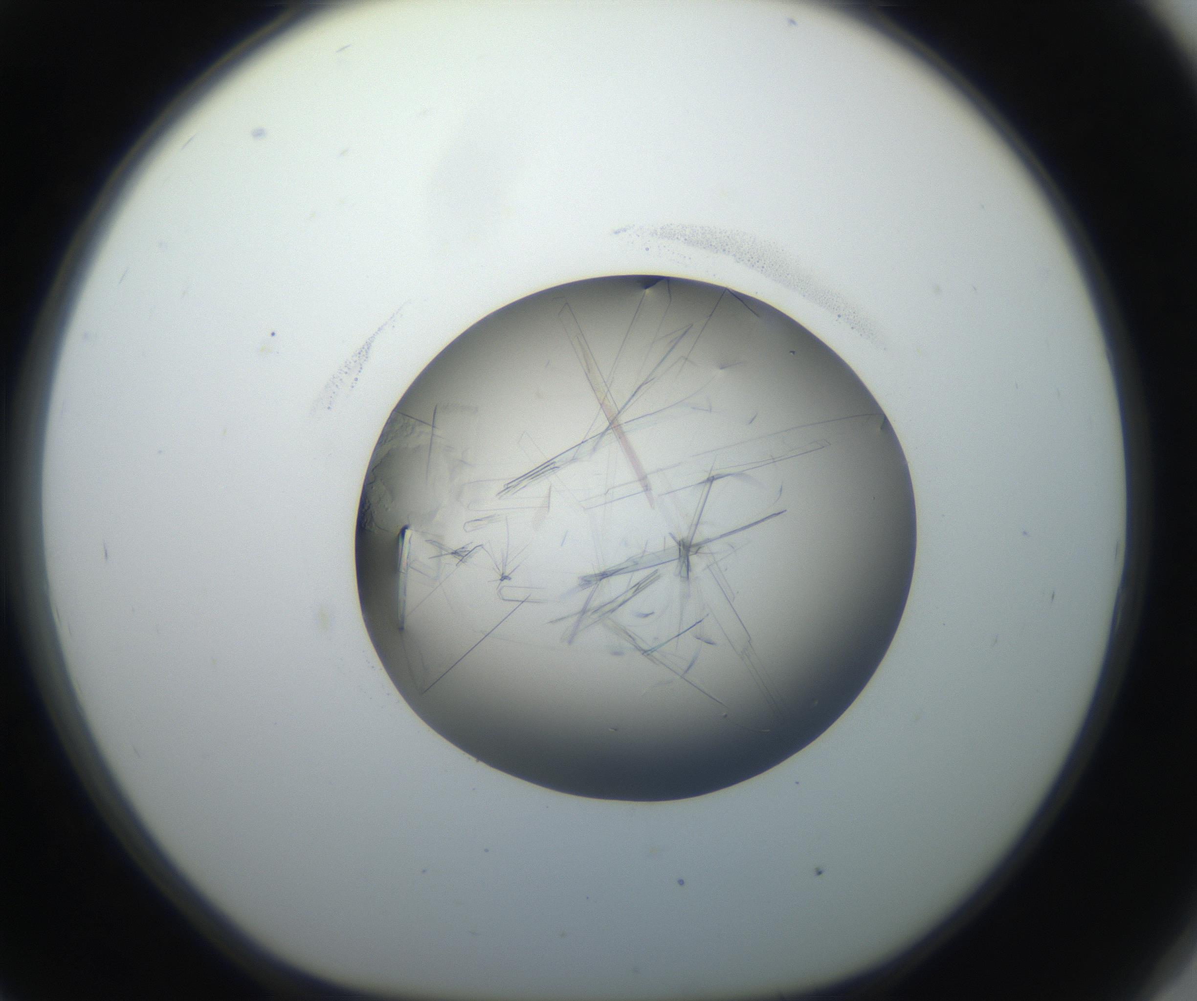 RI01_03_000_0212_Proj1_Clon1_MC_0000MC102645_002_160814_09_08_01_00_99_002_001_RAI.jpg