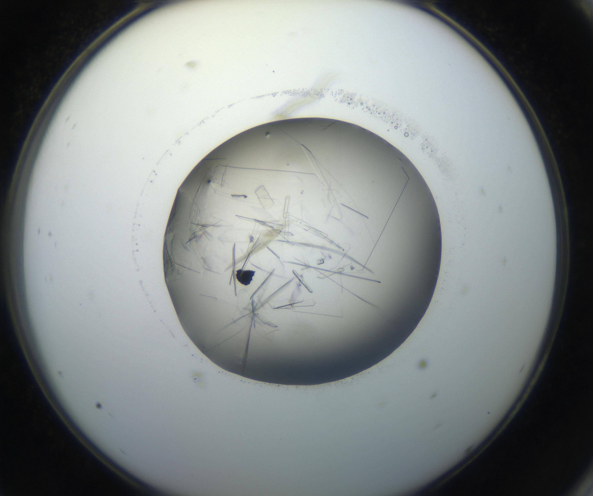RI01_03_000_0212_Proj1_Clon1_MC_0000MC102645_002_160814_09_08_02_00_99_002_001_RAI.jpg