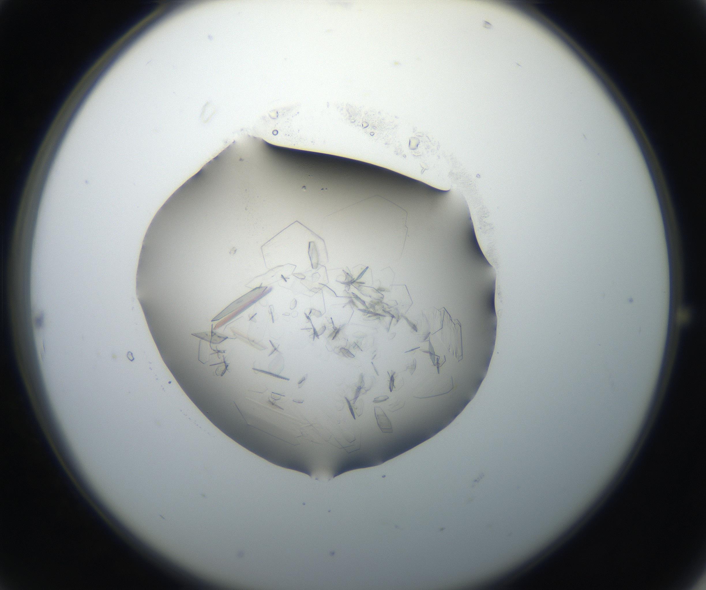 RI01_03_000_0212_Proj1_Clon1_MC_0000MC102645_002_160814_10_02_02_00_99_002_001_RAI.jpg