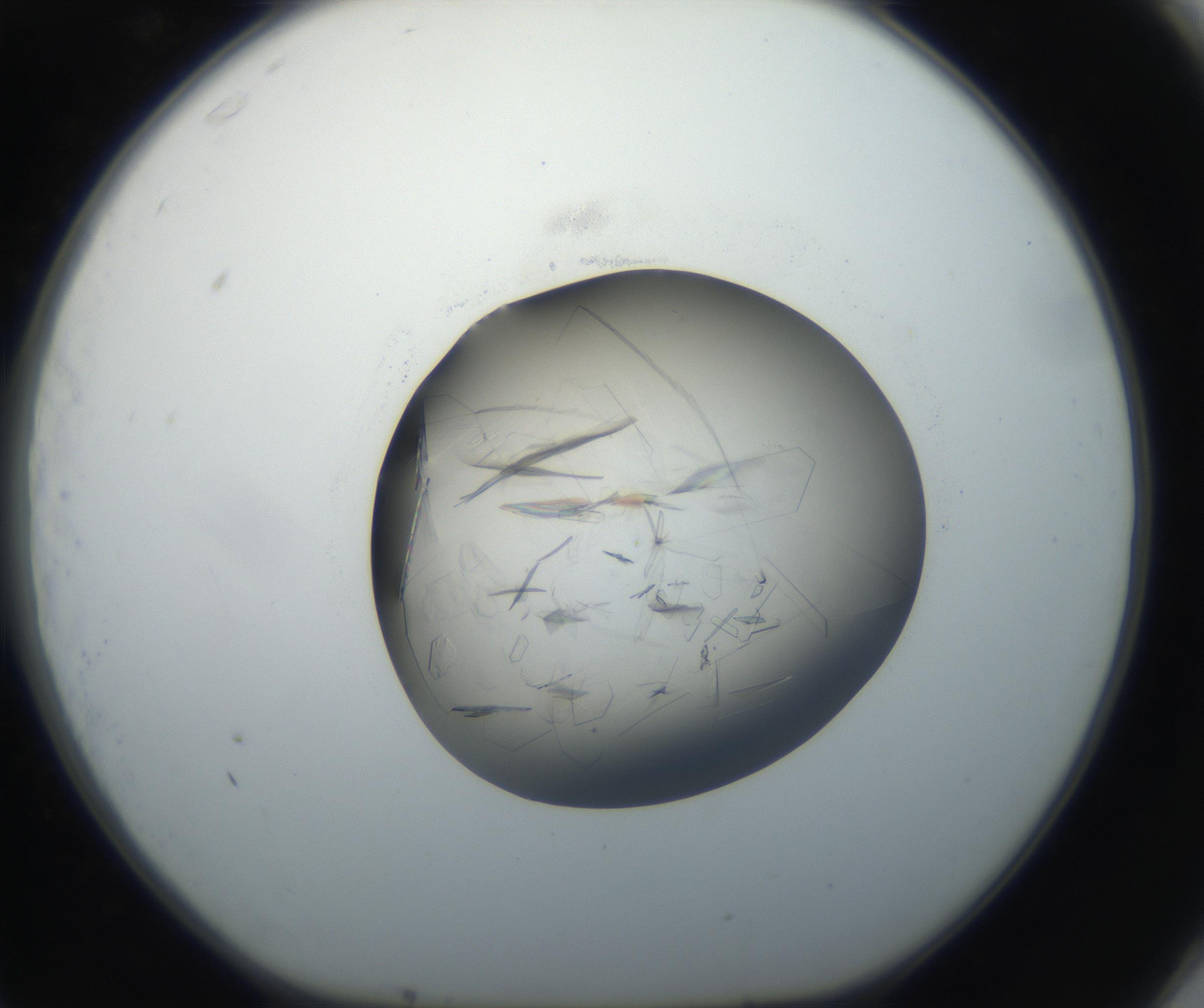 RI01_03_000_0212_Proj1_Clon1_MC_0000MC102645_002_160814_11_07_01_00_99_002_001_RAI.jpg