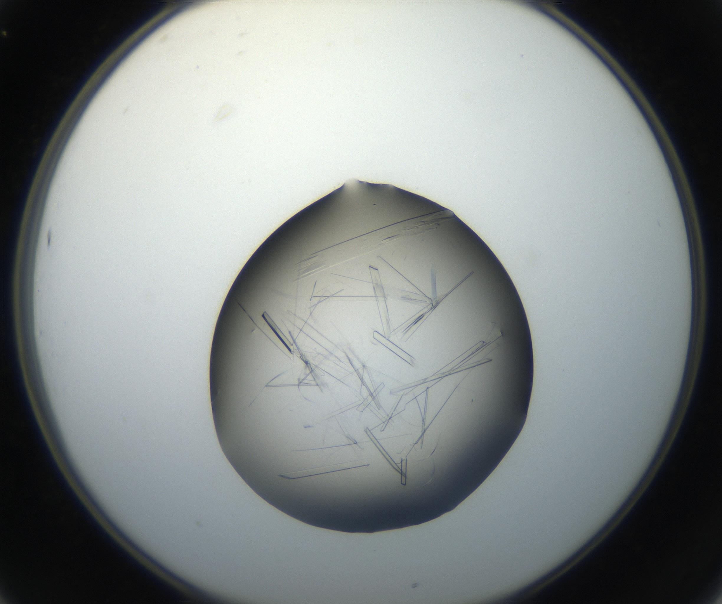 RI01_03_000_0212_Proj1_Clon1_MC_0000MC102646_002_160814_01_03_02_00_99_002_001_RAI.jpg