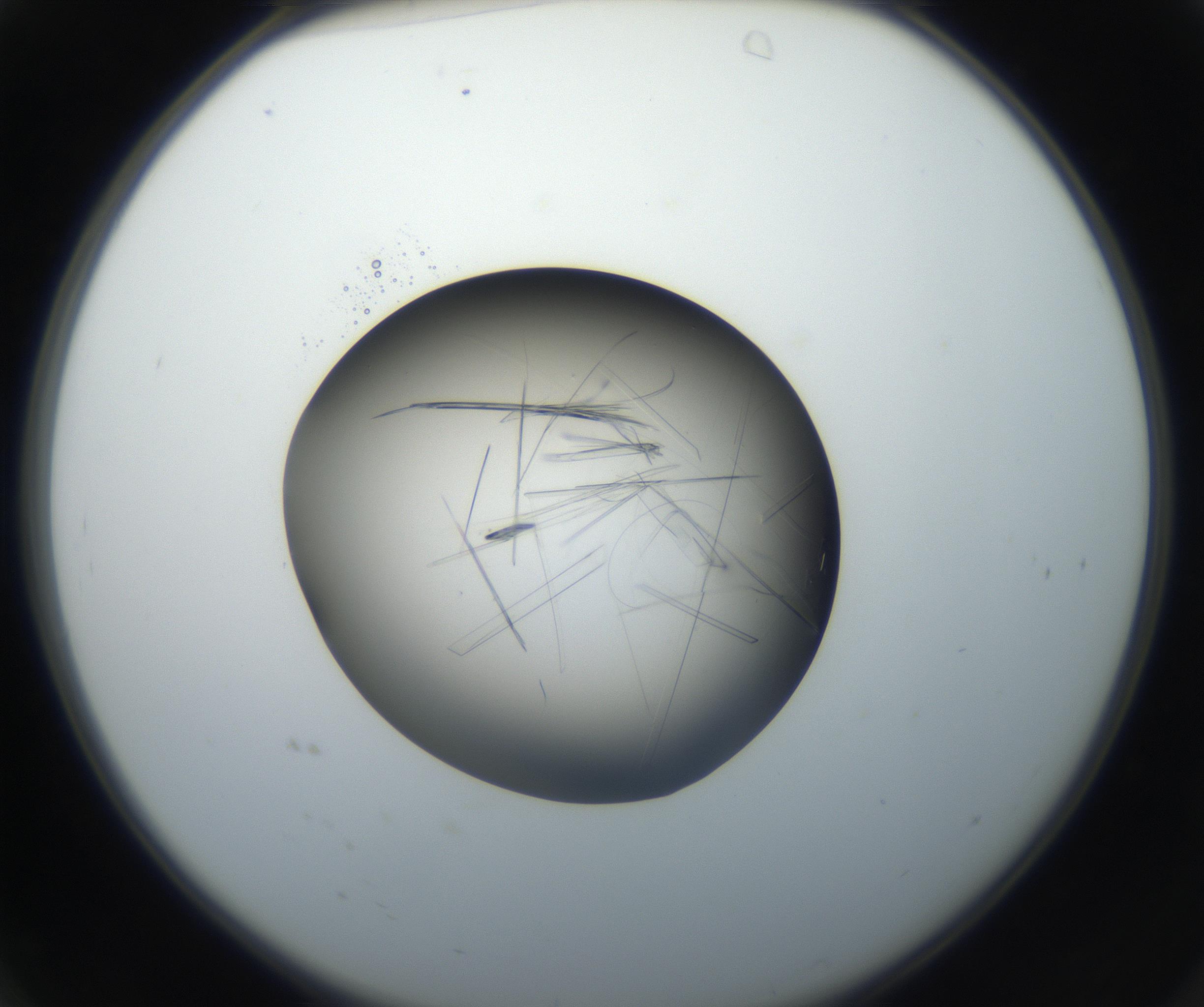 RI01_03_000_0212_Proj1_Clon1_MC_0000MC102646_002_160814_04_01_02_00_99_002_001_RAI.jpg