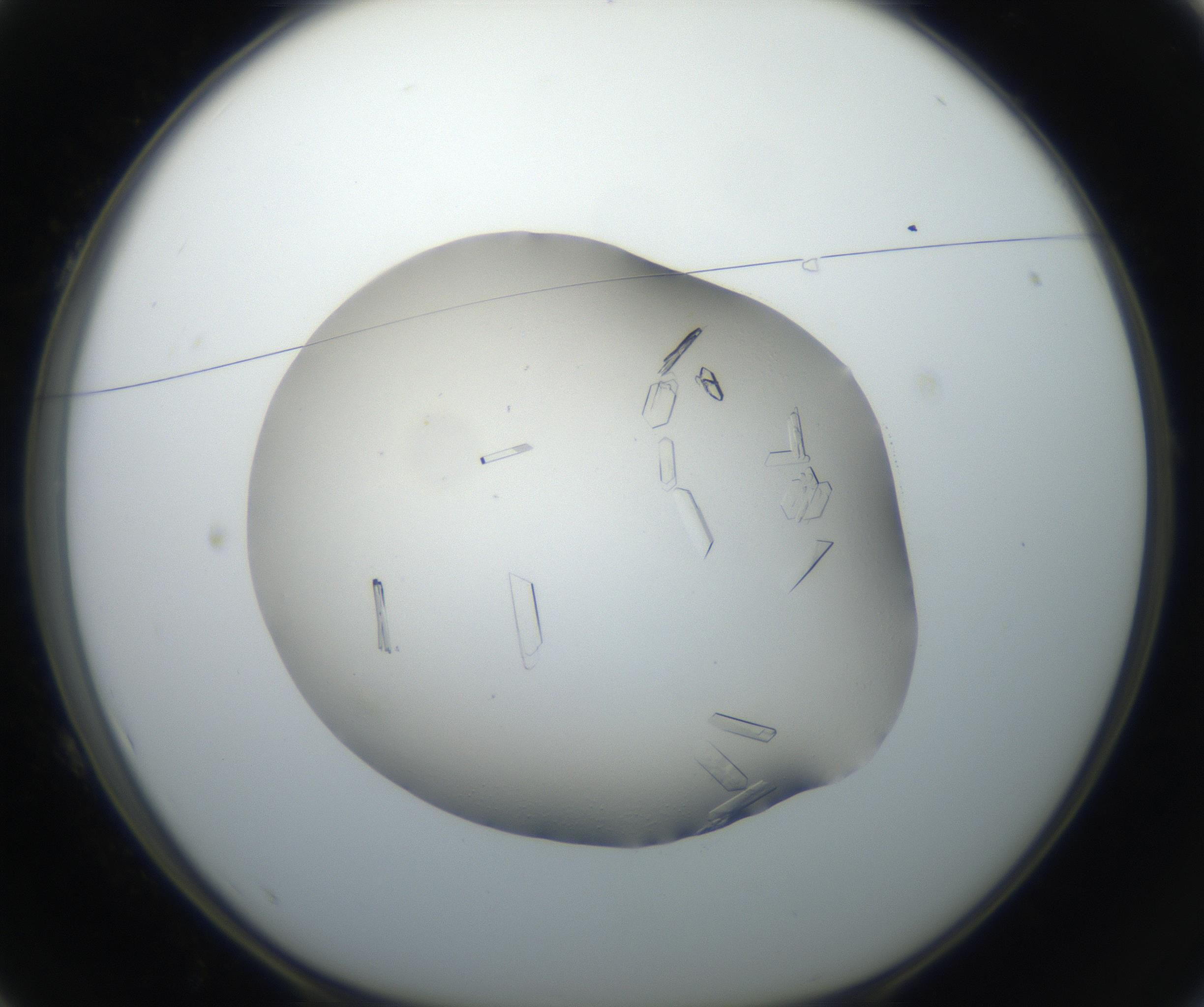 RI01_03_000_0212_Proj1_Clon1_MC_0000MC102647_002_160814_01_01_01_00_99_002_001_RAI.jpg