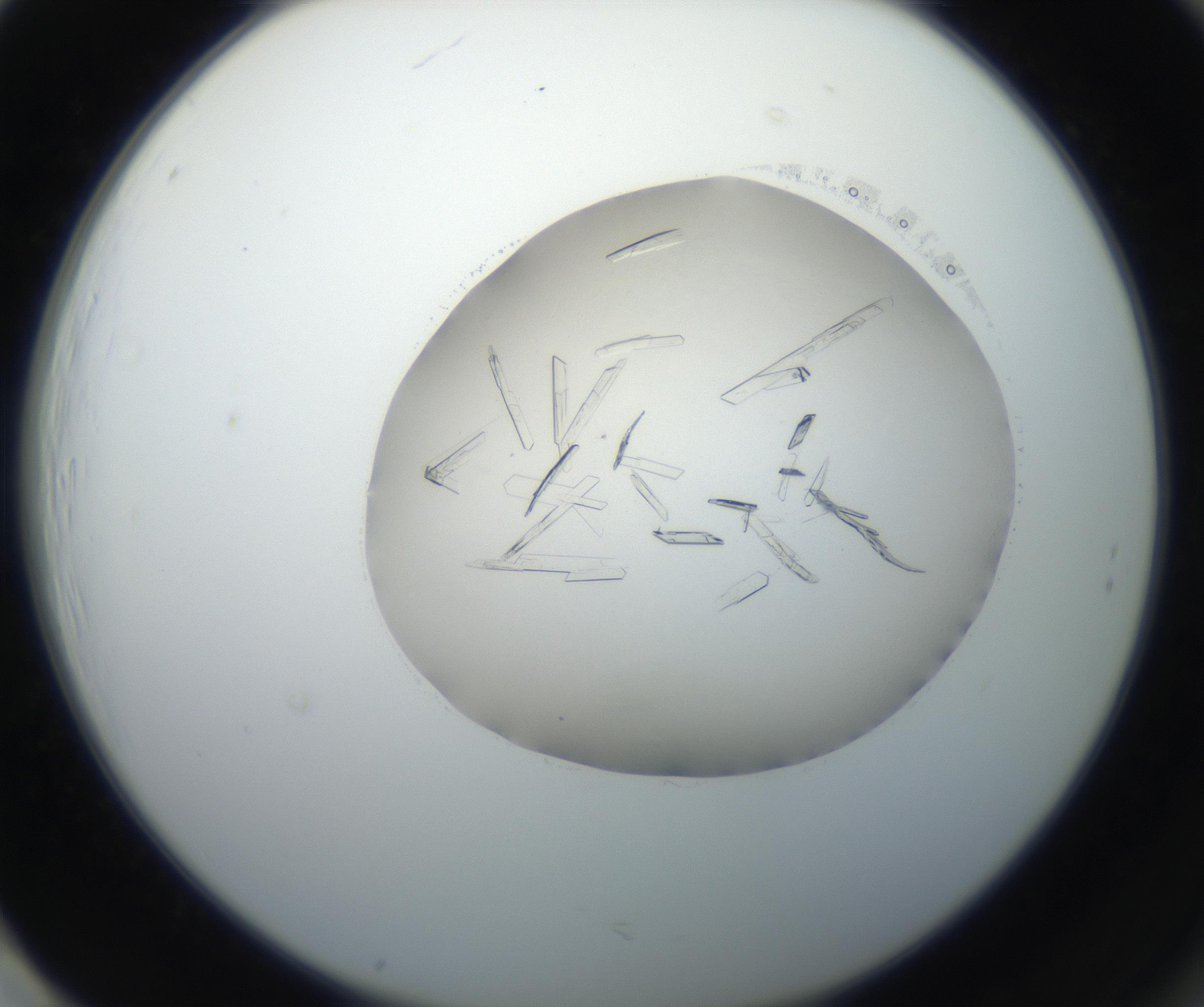 RI01_03_000_0212_Proj1_Clon1_MC_0000MC102647_002_160814_01_08_02_00_99_002_001_RAI.jpg