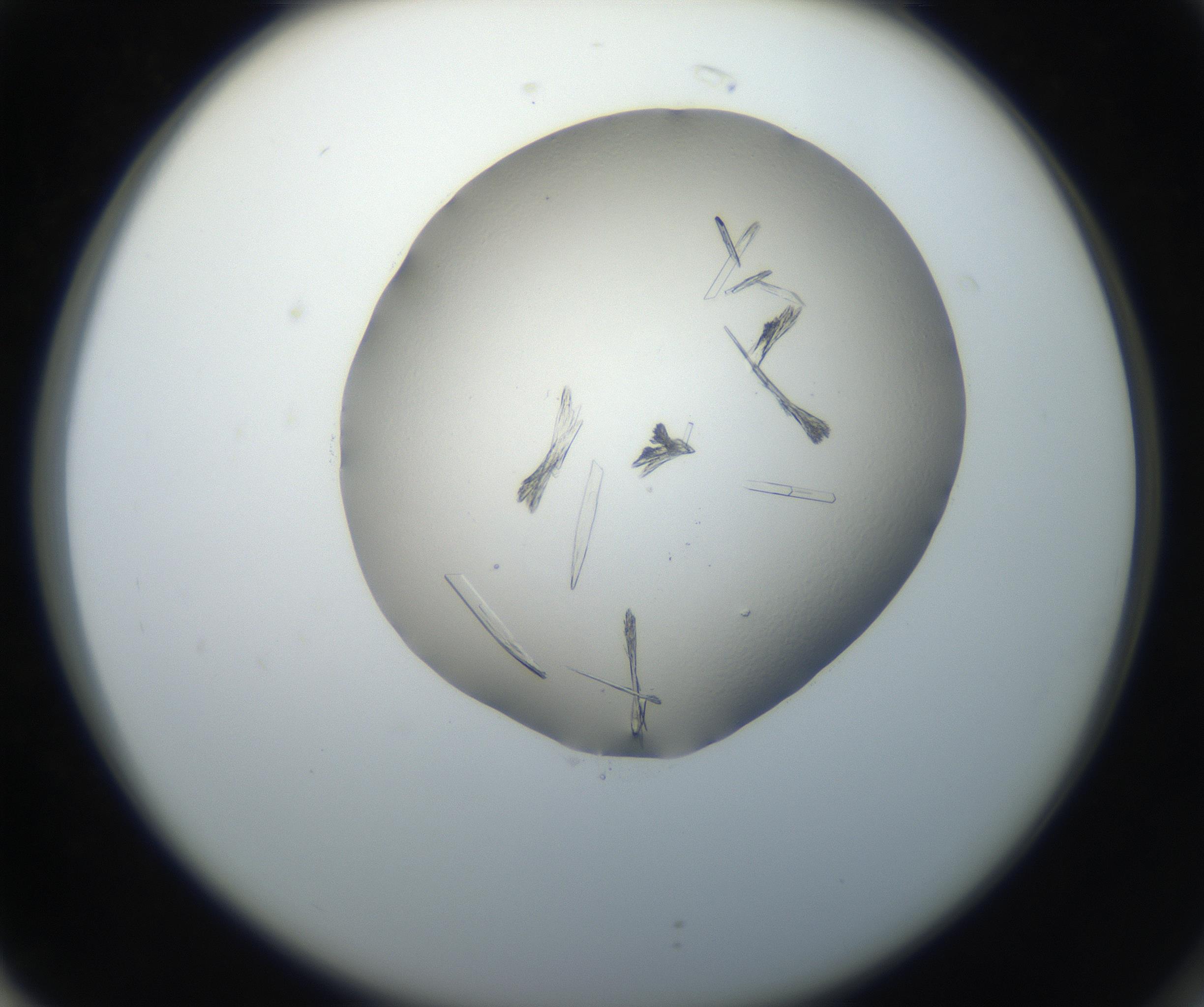 RI01_03_000_0212_Proj1_Clon1_MC_0000MC102647_002_160814_02_07_02_00_99_002_001_RAI.jpg