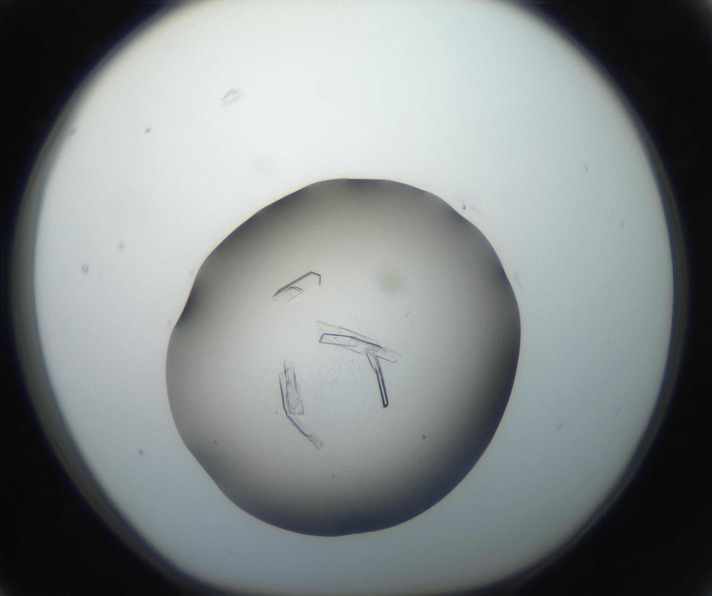 RI01_03_000_0212_Proj1_Clon1_MC_0000MC102647_002_160814_03_06_01_00_99_002_001_RAI.jpg