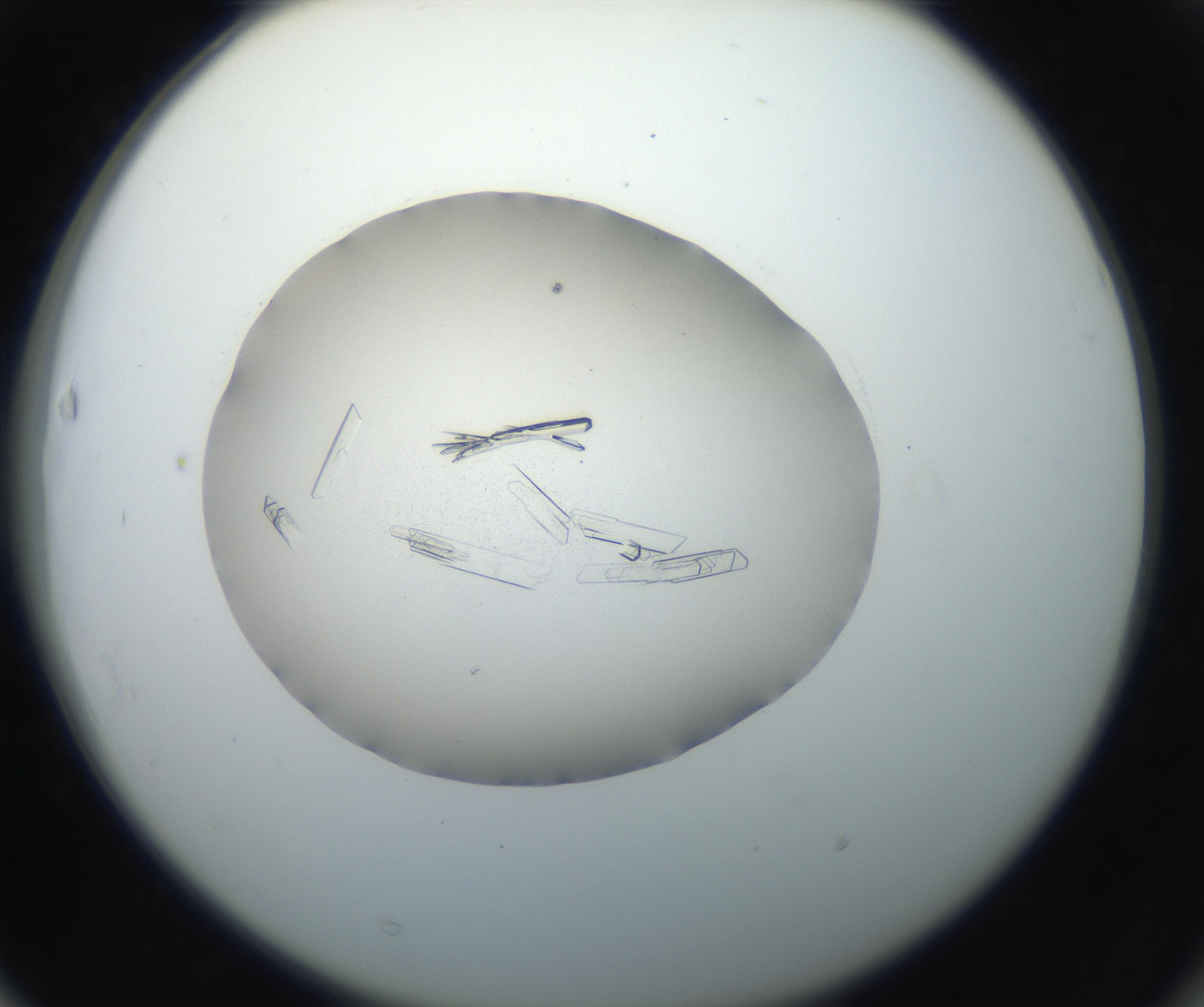 RI01_03_000_0212_Proj1_Clon1_MC_0000MC102647_002_160814_03_06_02_00_99_002_001_RAI.jpg