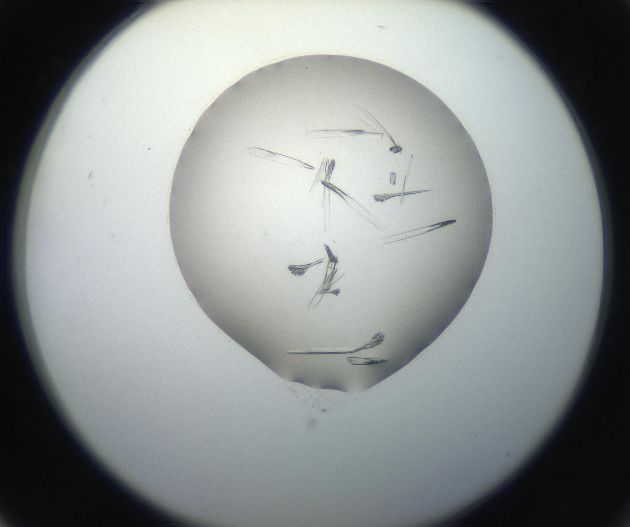 RI01_03_000_0212_Proj1_Clon1_MC_0000MC102647_002_160814_03_07_02_00_99_002_001_RAI.jpg