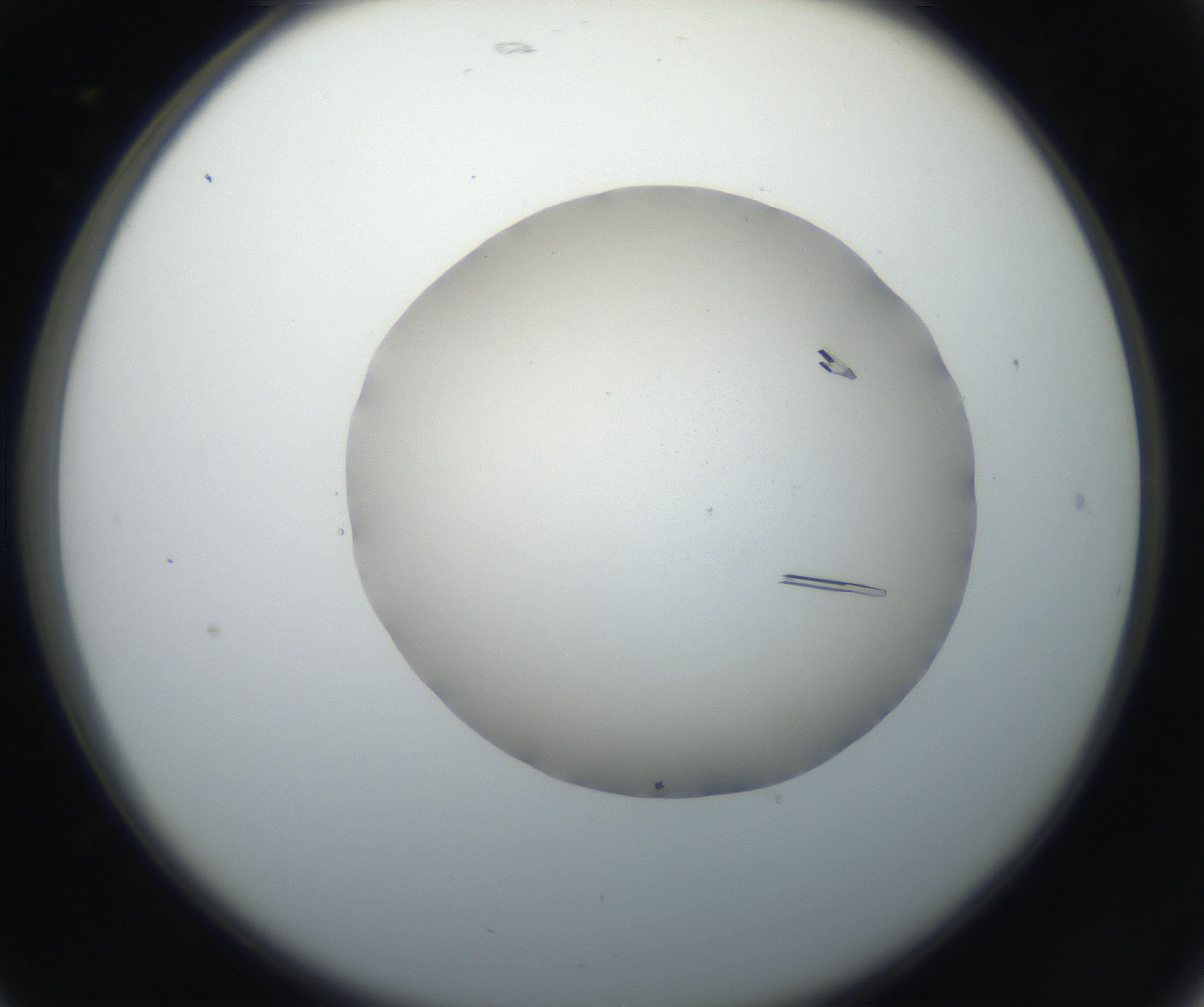 RI01_03_000_0212_Proj1_Clon1_MC_0000MC102647_002_160814_05_02_02_00_99_002_001_RAI.jpg