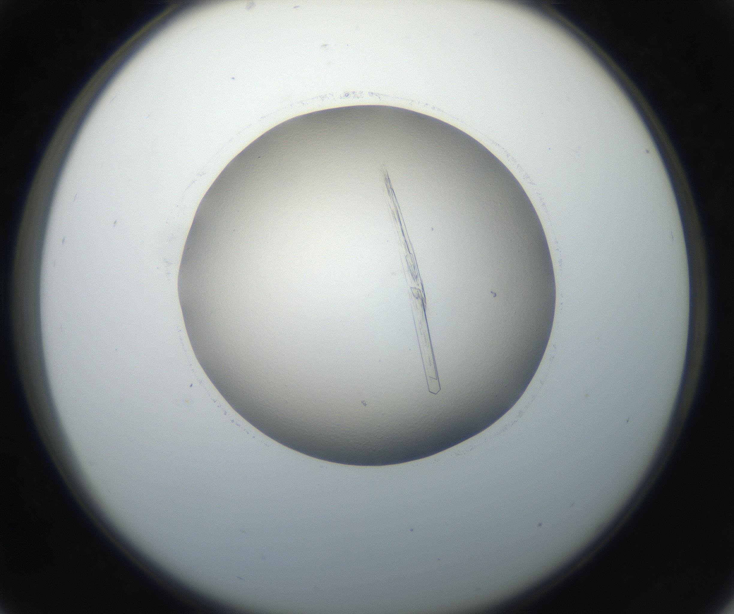 RI01_03_000_0212_Proj1_Clon1_MC_0000MC102647_002_160814_05_03_02_00_99_002_001_RAI.jpg