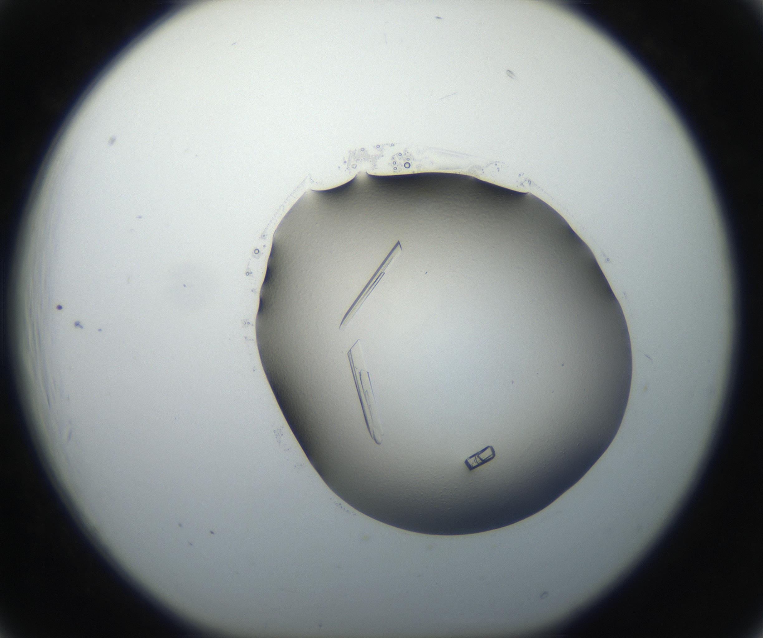 RI01_03_000_0212_Proj1_Clon1_MC_0000MC102647_002_160814_06_02_01_00_99_002_001_RAI.jpg