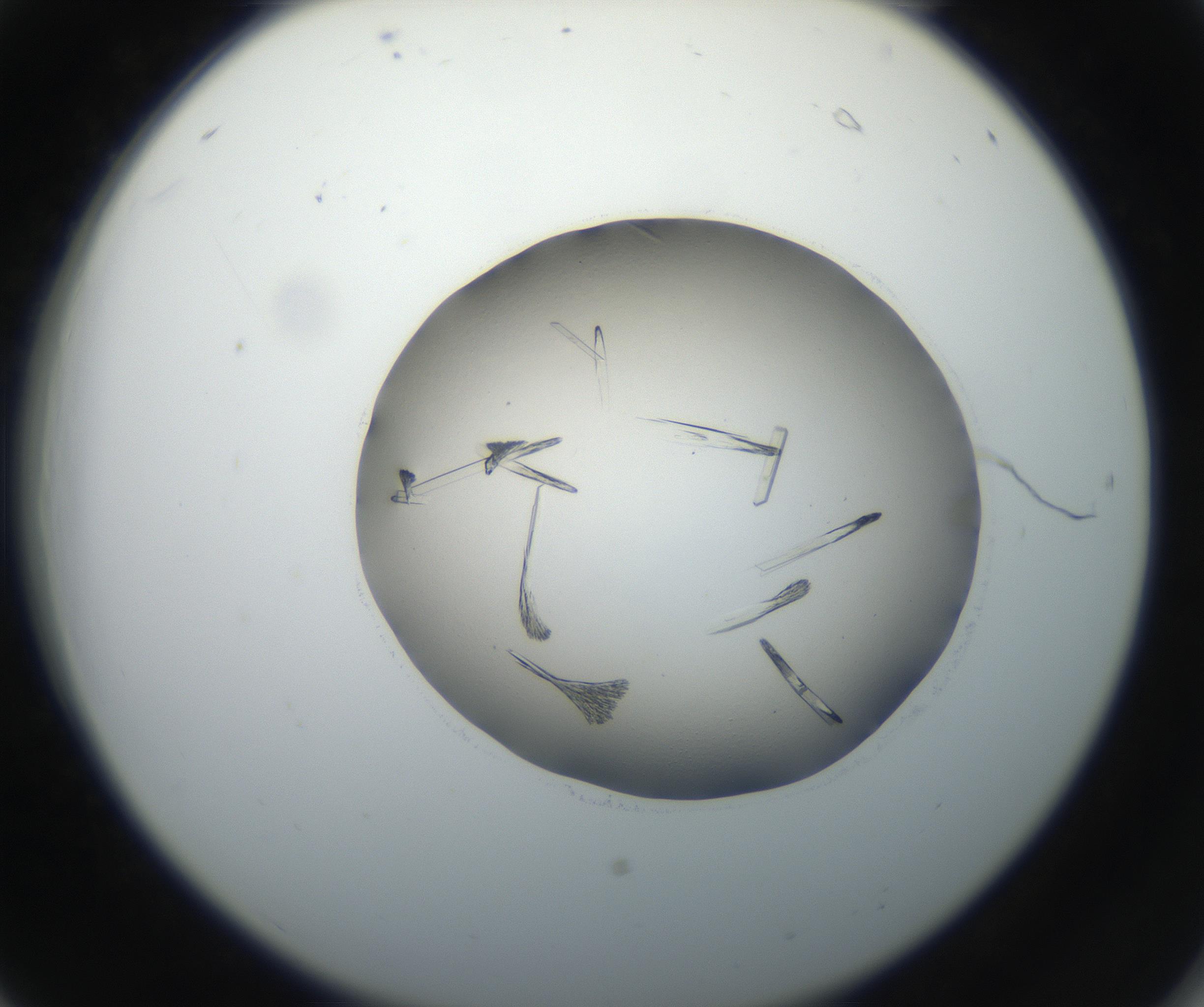 RI01_03_000_0212_Proj1_Clon1_MC_0000MC102647_002_160814_06_02_02_00_99_002_001_RAI.jpg