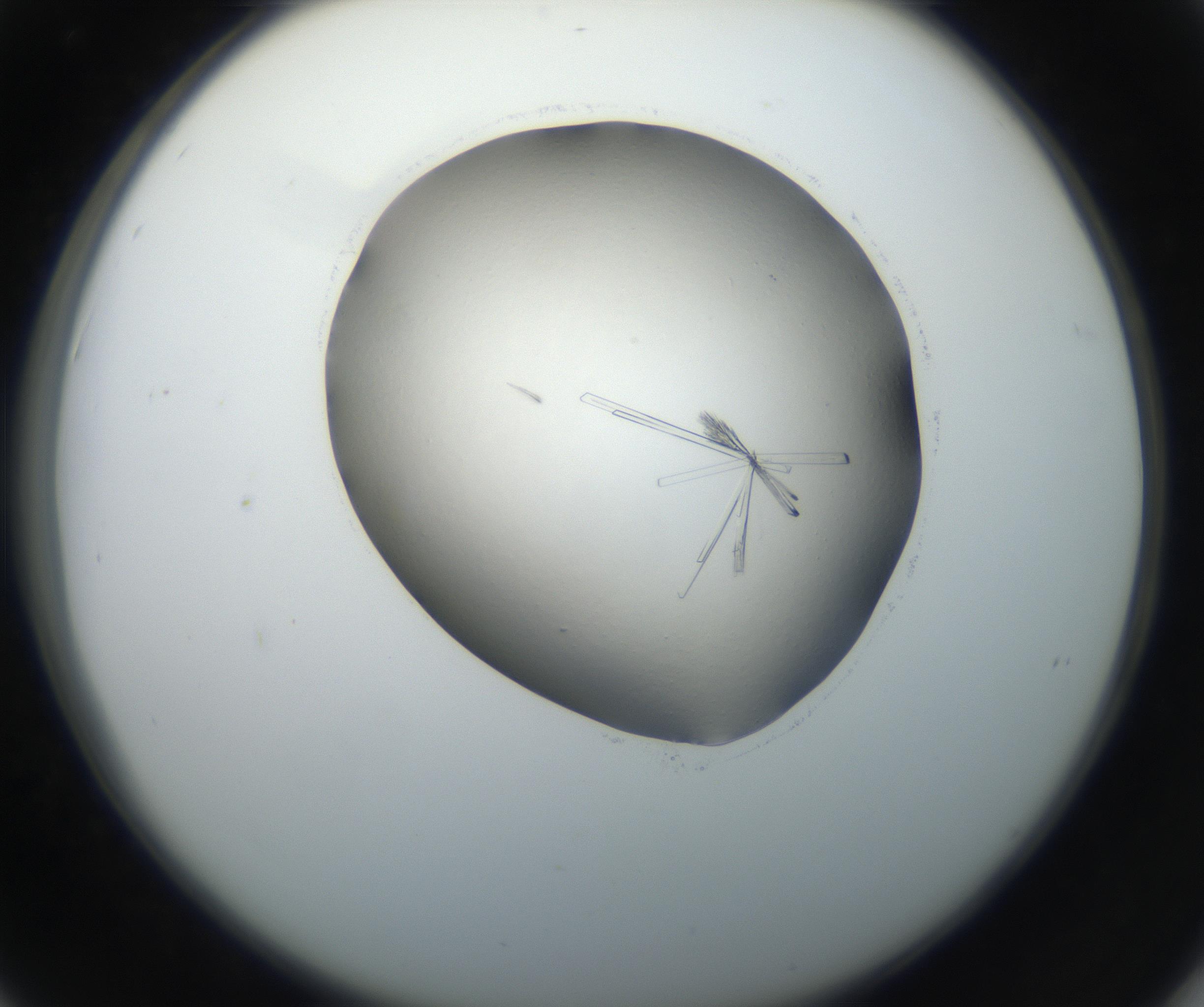 RI01_03_000_0212_Proj1_Clon1_MC_0000MC102647_002_160814_06_04_02_00_99_002_001_RAI.jpg