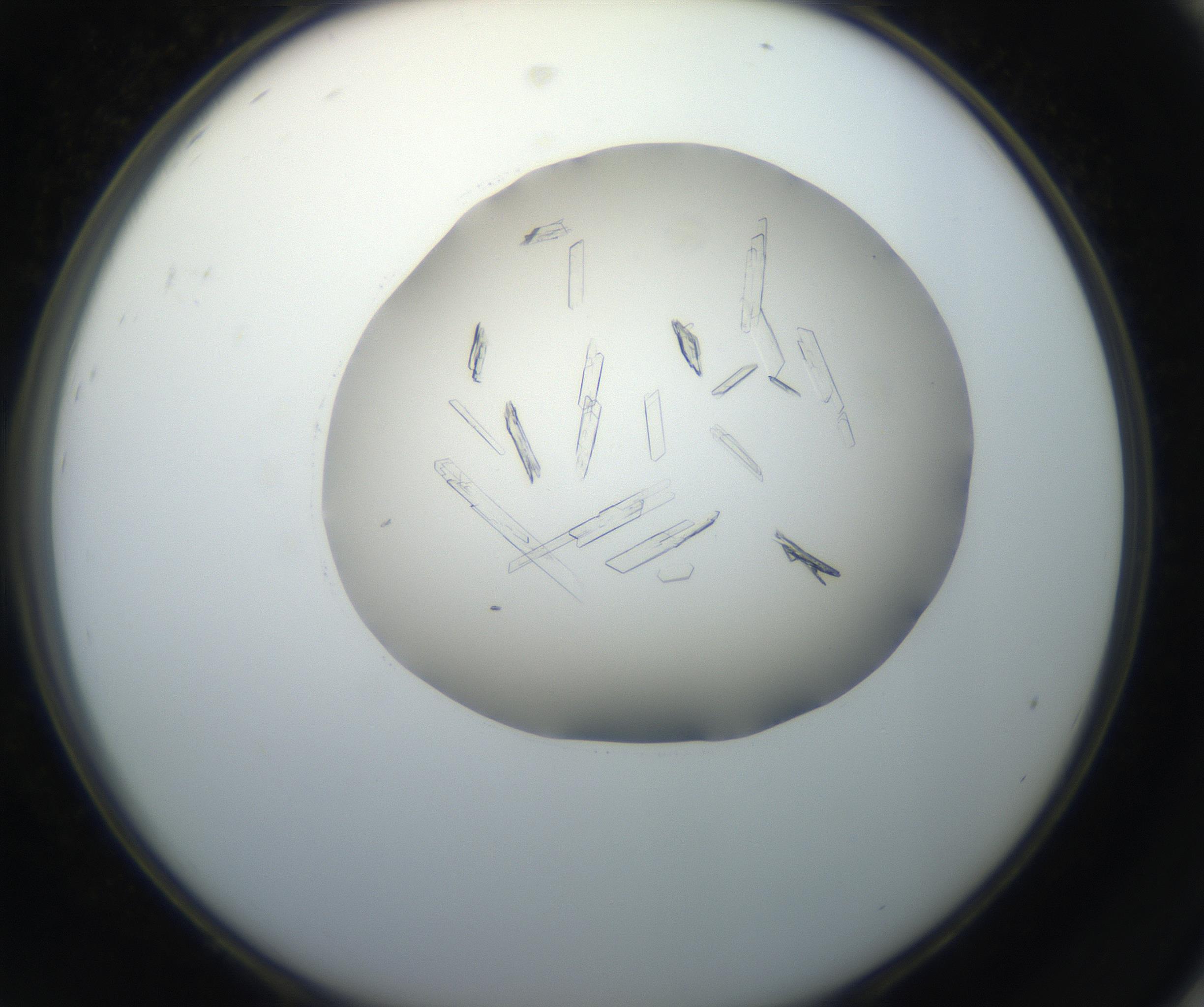 RI01_03_000_0212_Proj1_Clon1_MC_0000MC102647_002_160814_08_08_02_00_99_002_001_RAI.jpg