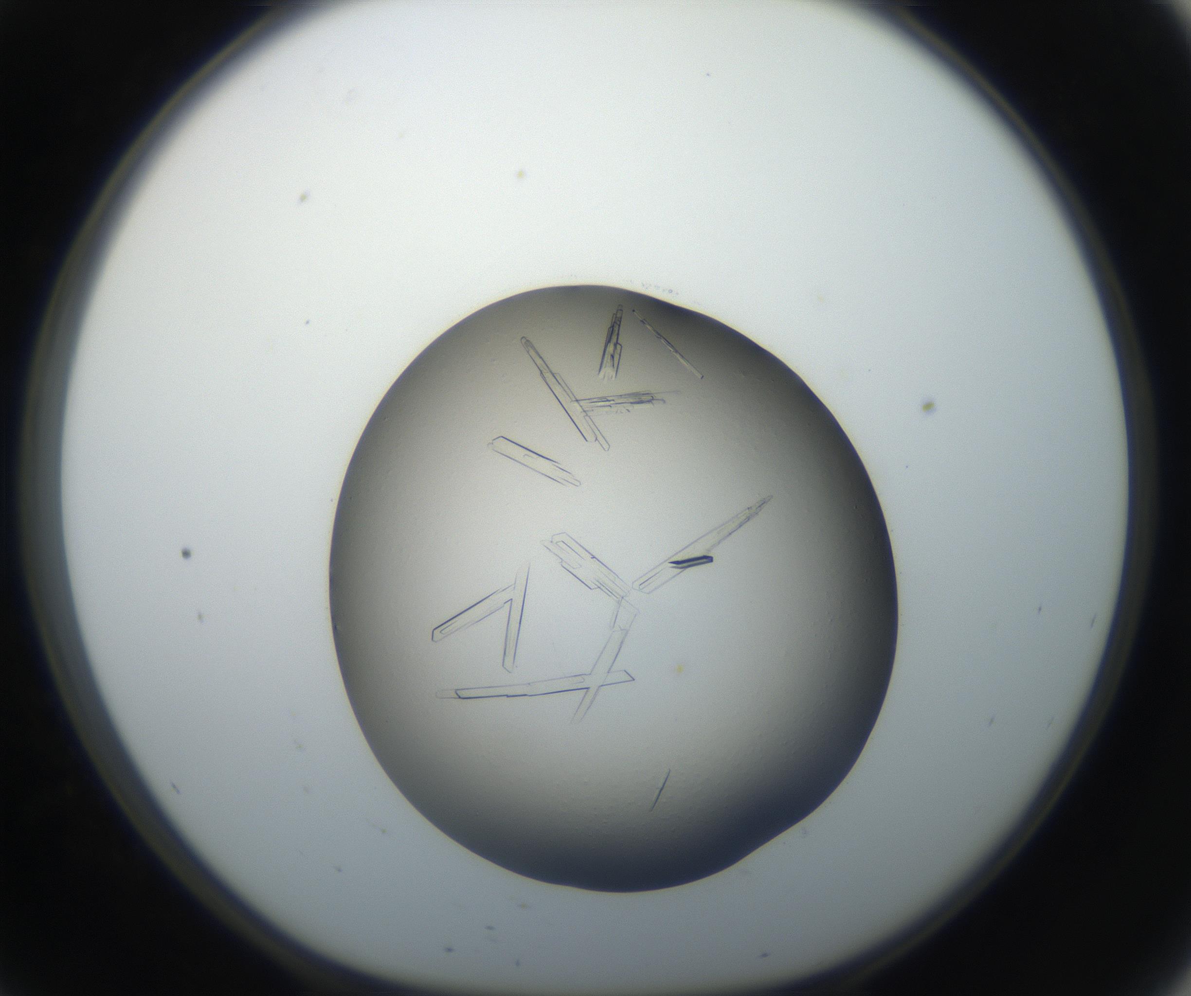 RI01_03_000_0212_Proj1_Clon1_MC_0000MC102647_002_160814_09_05_01_00_99_002_001_RAI.jpg