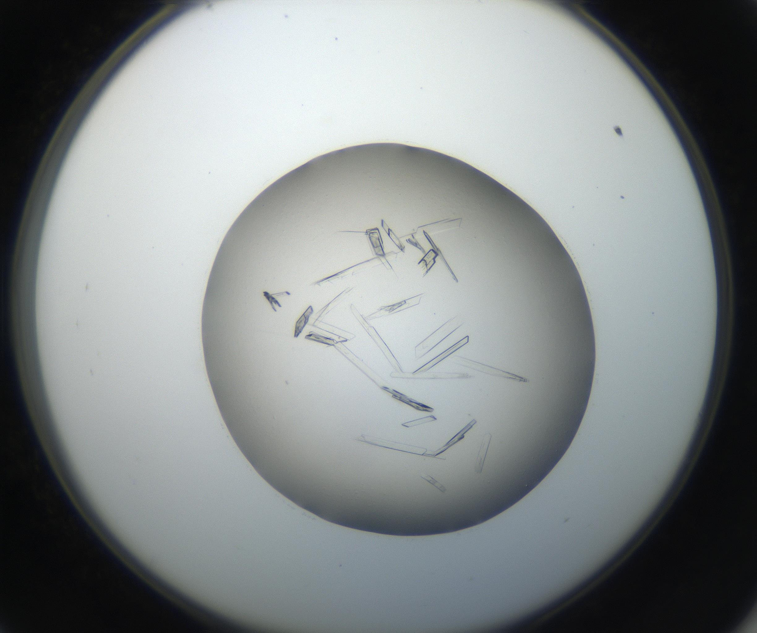RI01_03_000_0212_Proj1_Clon1_MC_0000MC102647_002_160814_09_05_02_00_99_002_001_RAI.jpg