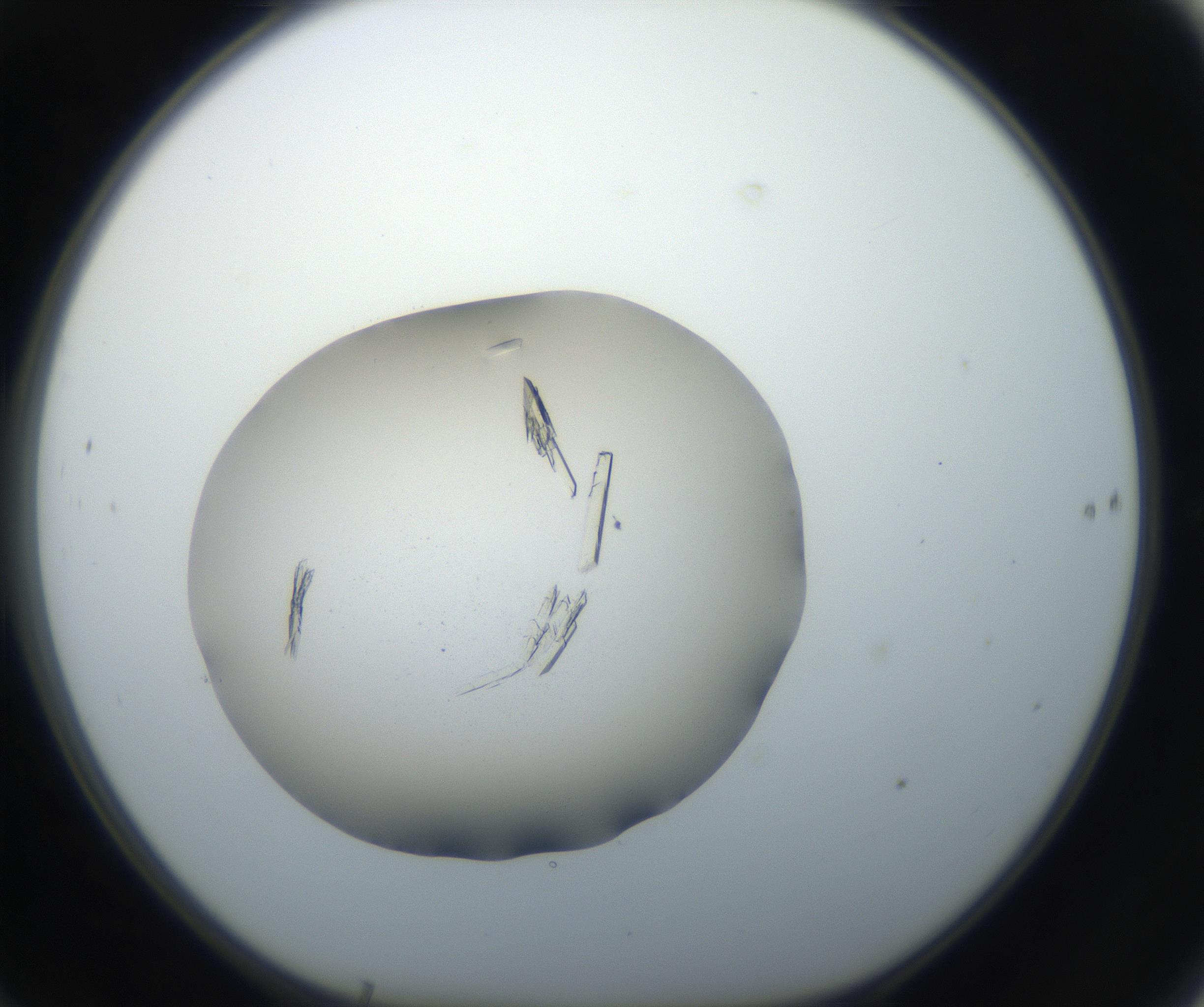 RI01_03_000_0212_Proj1_Clon1_MC_0000MC102647_002_160814_10_06_01_00_99_002_001_RAI.jpg
