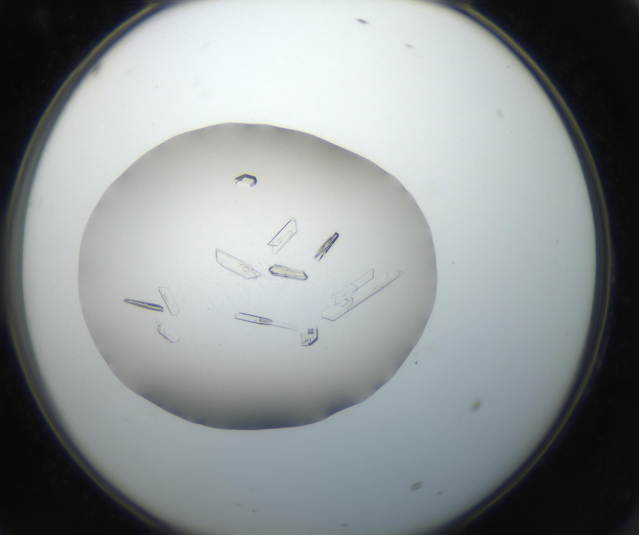 RI01_03_000_0212_Proj1_Clon1_MC_0000MC102647_002_160814_10_06_02_00_99_002_001_RAI.jpg