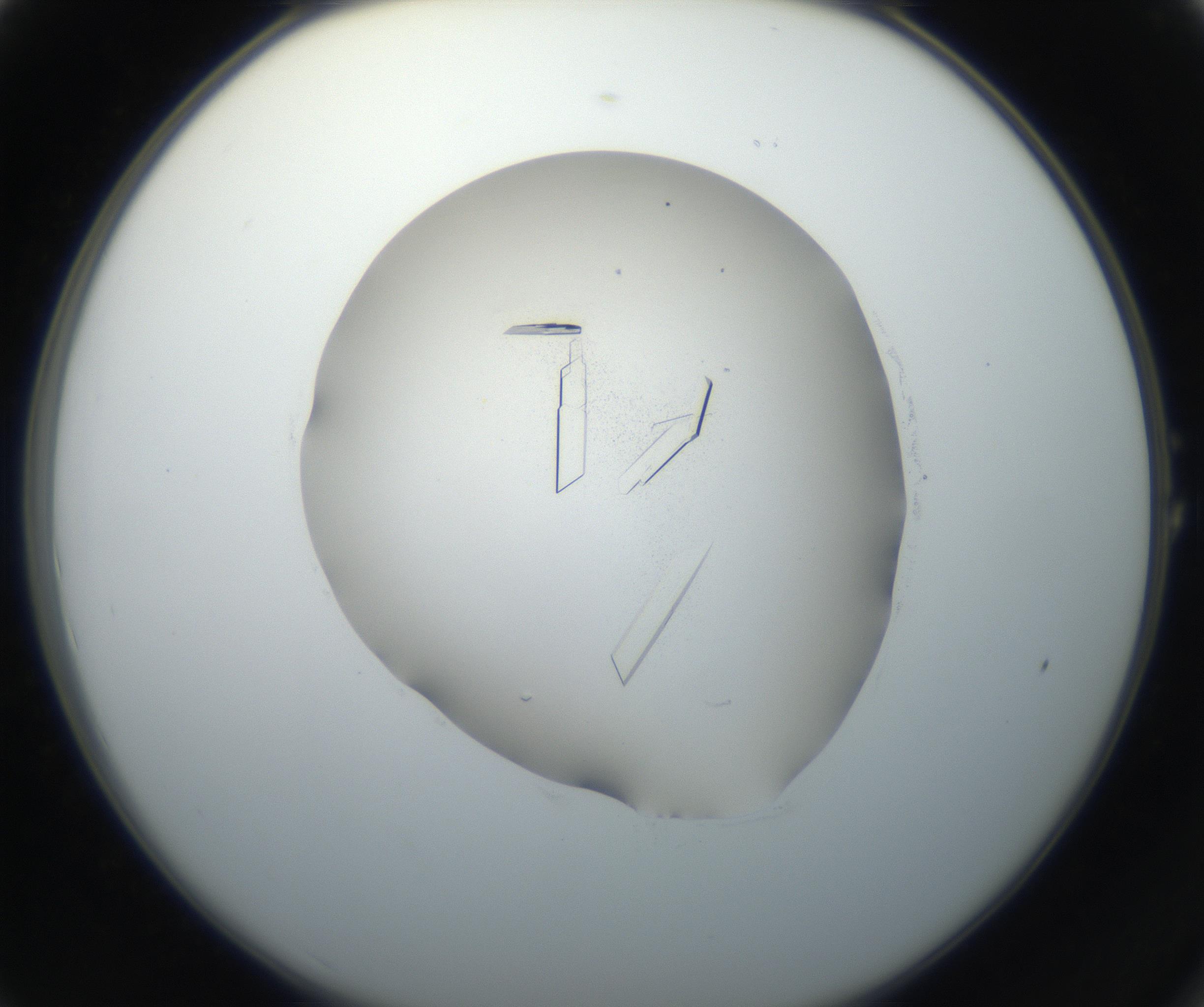 RI01_03_000_0212_Proj1_Clon1_MC_0000MC102648_002_160814_01_01_02_00_99_002_001_RAI.jpg
