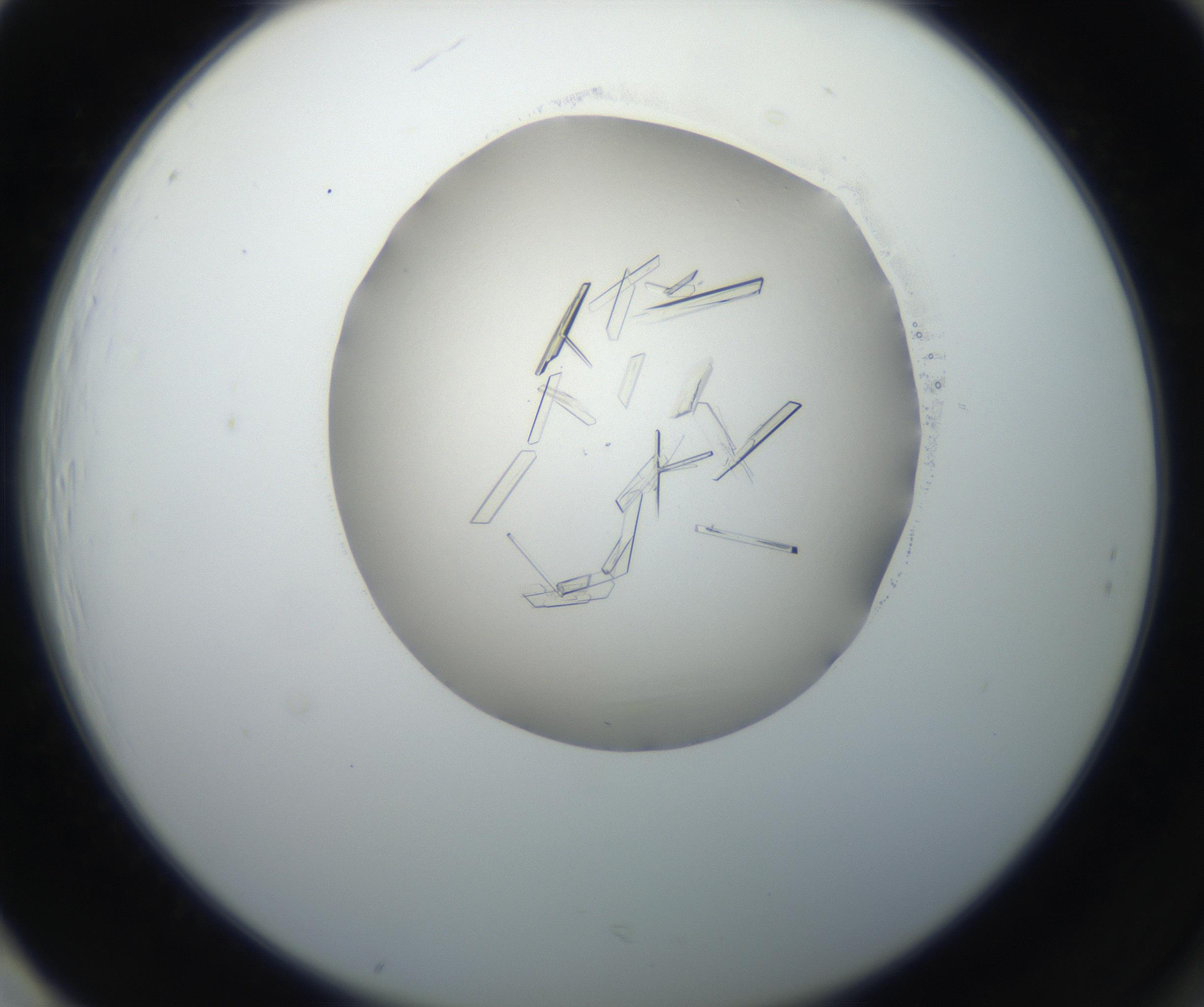 RI01_03_000_0212_Proj1_Clon1_MC_0000MC102648_002_160814_01_08_02_00_99_002_001_RAI.jpg