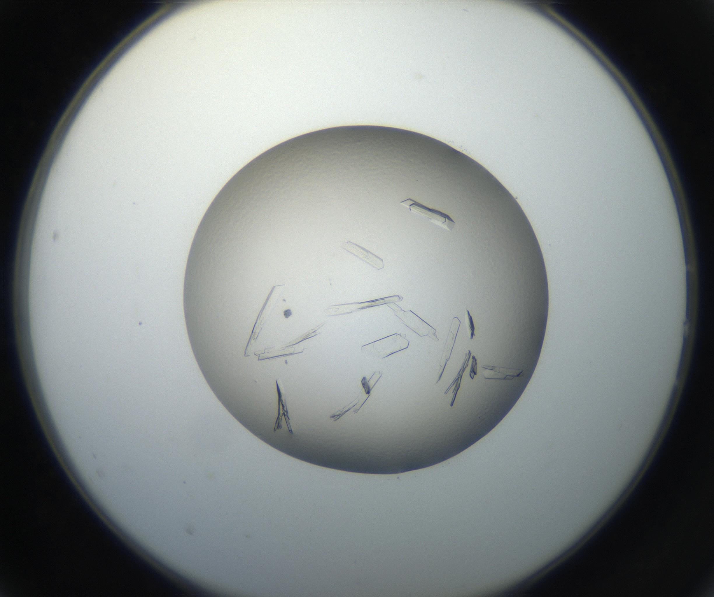 RI01_03_000_0212_Proj1_Clon1_MC_0000MC102648_002_160814_02_02_02_00_99_002_001_RAI.jpg