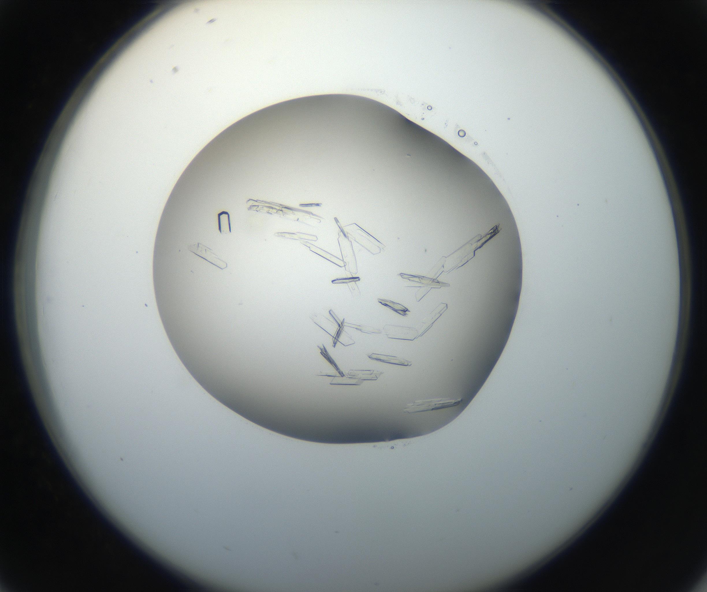 RI01_03_000_0212_Proj1_Clon1_MC_0000MC102648_002_160814_02_04_02_00_99_002_001_RAI.jpg