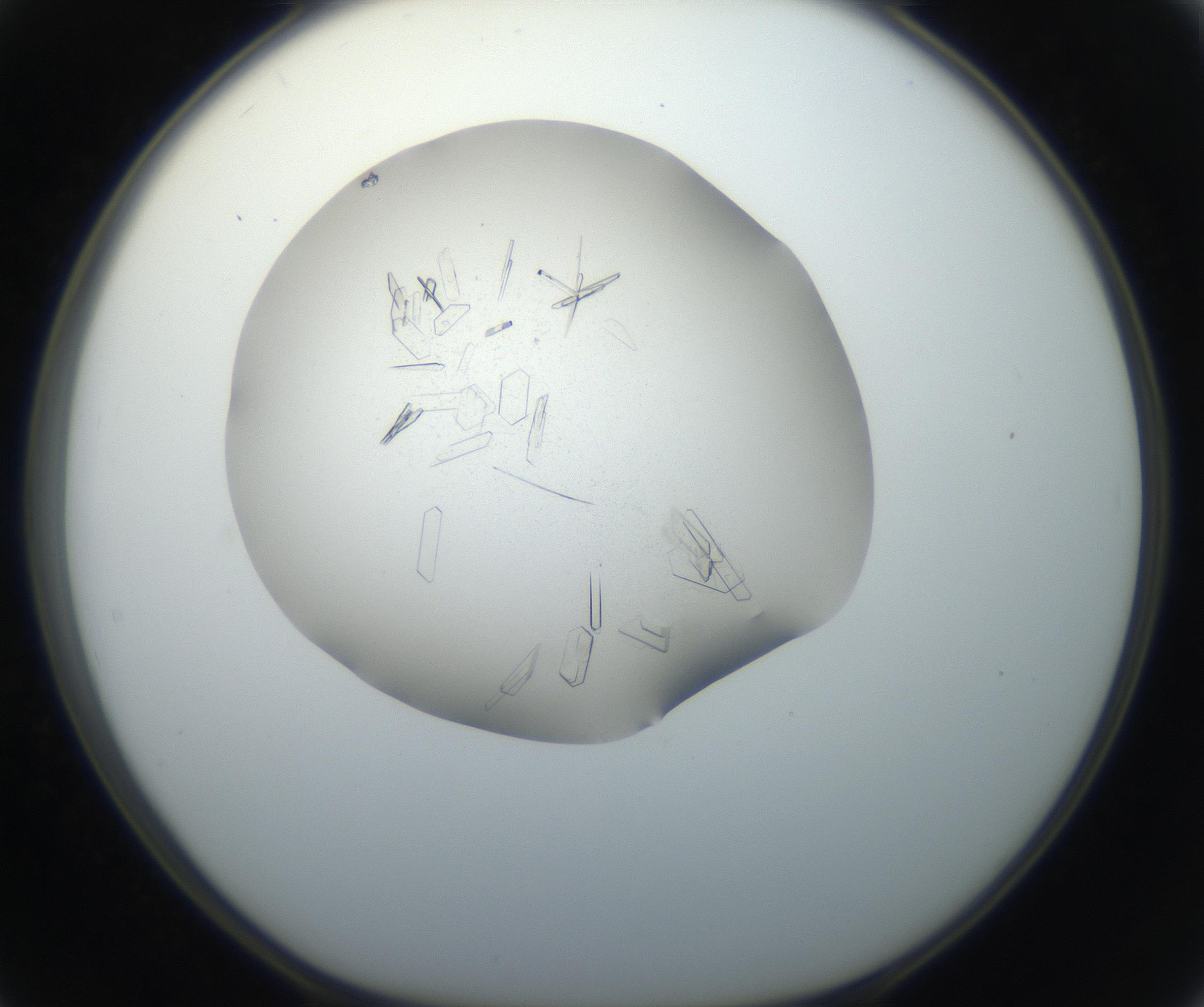 RI01_03_000_0212_Proj1_Clon1_MC_0000MC102648_002_160814_02_05_01_00_99_002_001_RAI.jpg