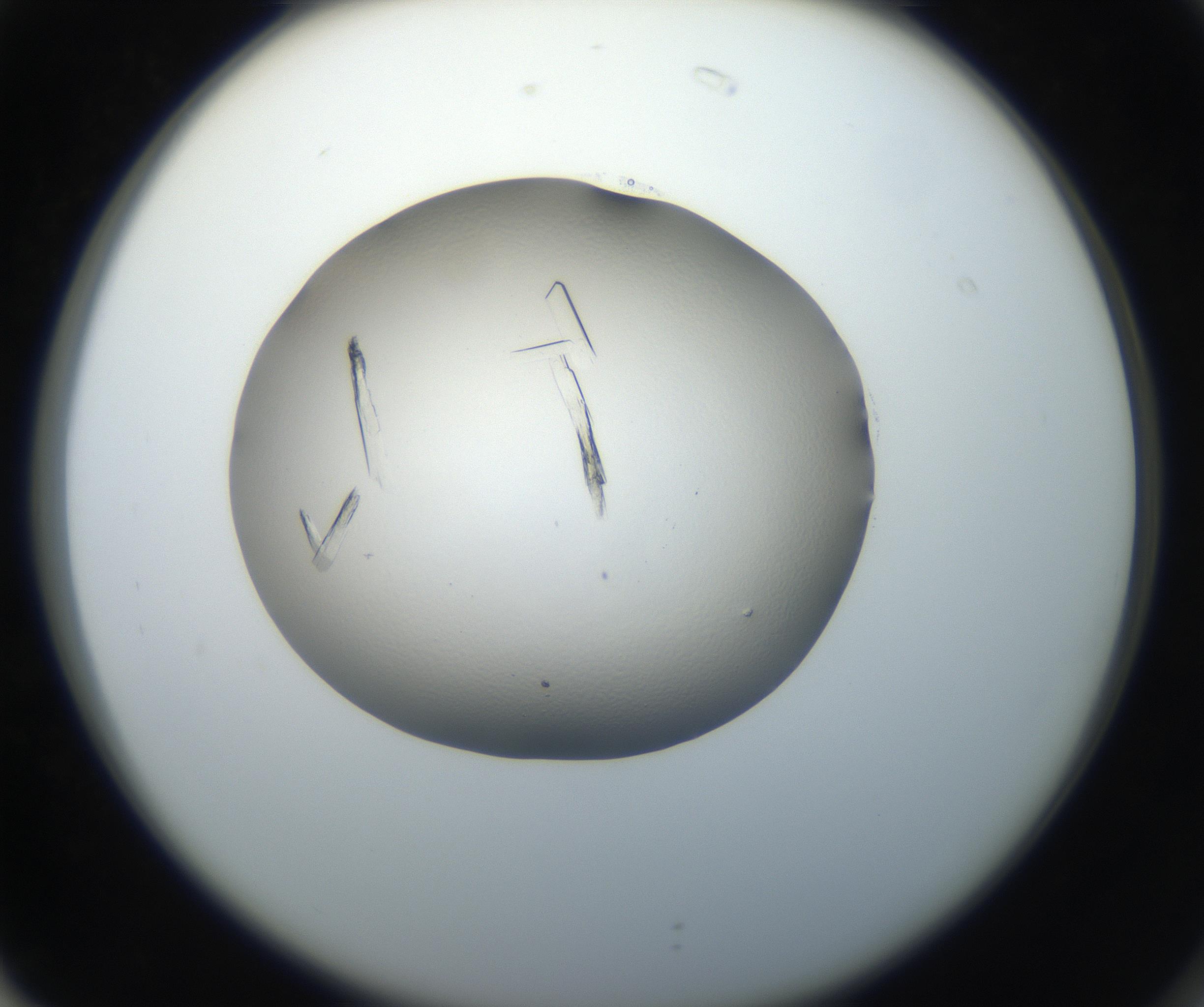 RI01_03_000_0212_Proj1_Clon1_MC_0000MC102648_002_160814_02_07_02_00_99_002_001_RAI.jpg