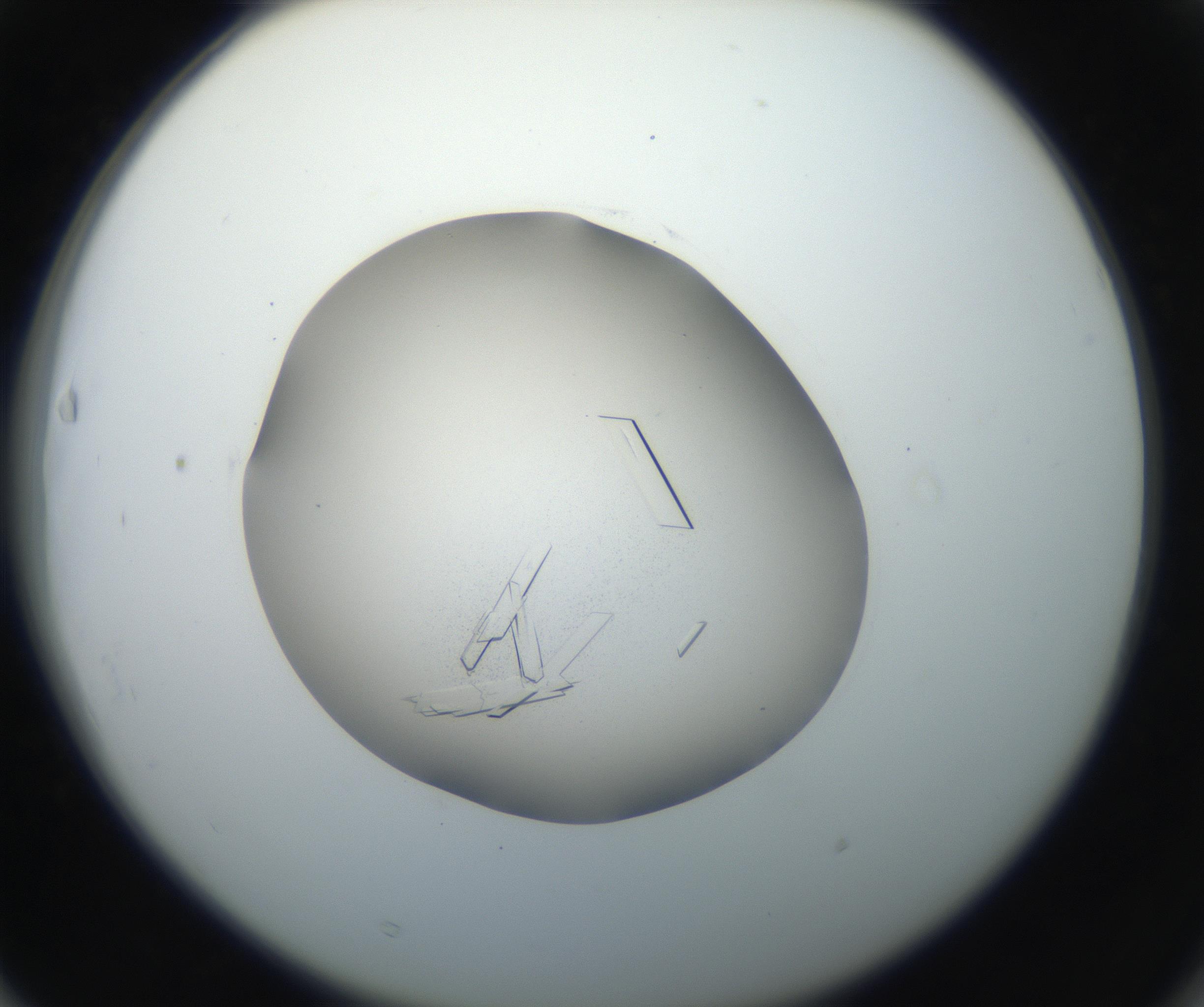 RI01_03_000_0212_Proj1_Clon1_MC_0000MC102648_002_160814_03_06_02_00_99_002_001_RAI.jpg