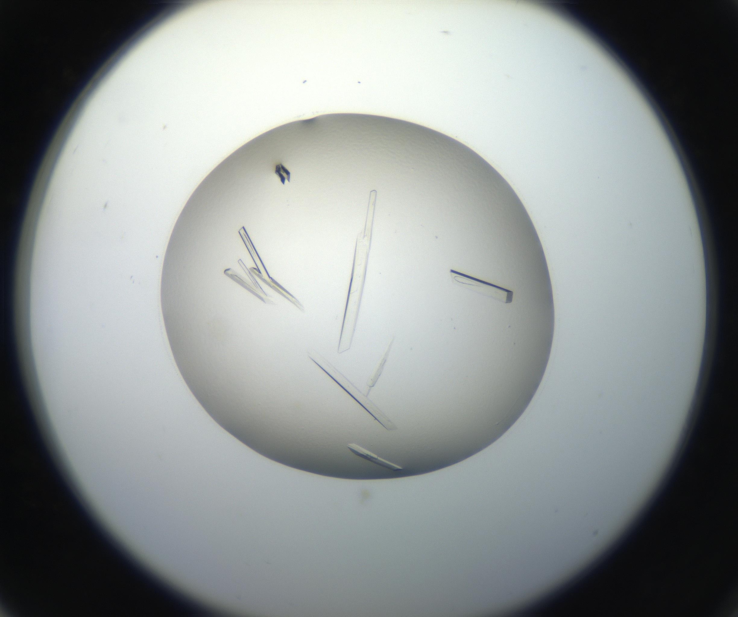 RI01_03_000_0212_Proj1_Clon1_MC_0000MC102648_002_160814_03_07_02_00_99_002_001_RAI.jpg