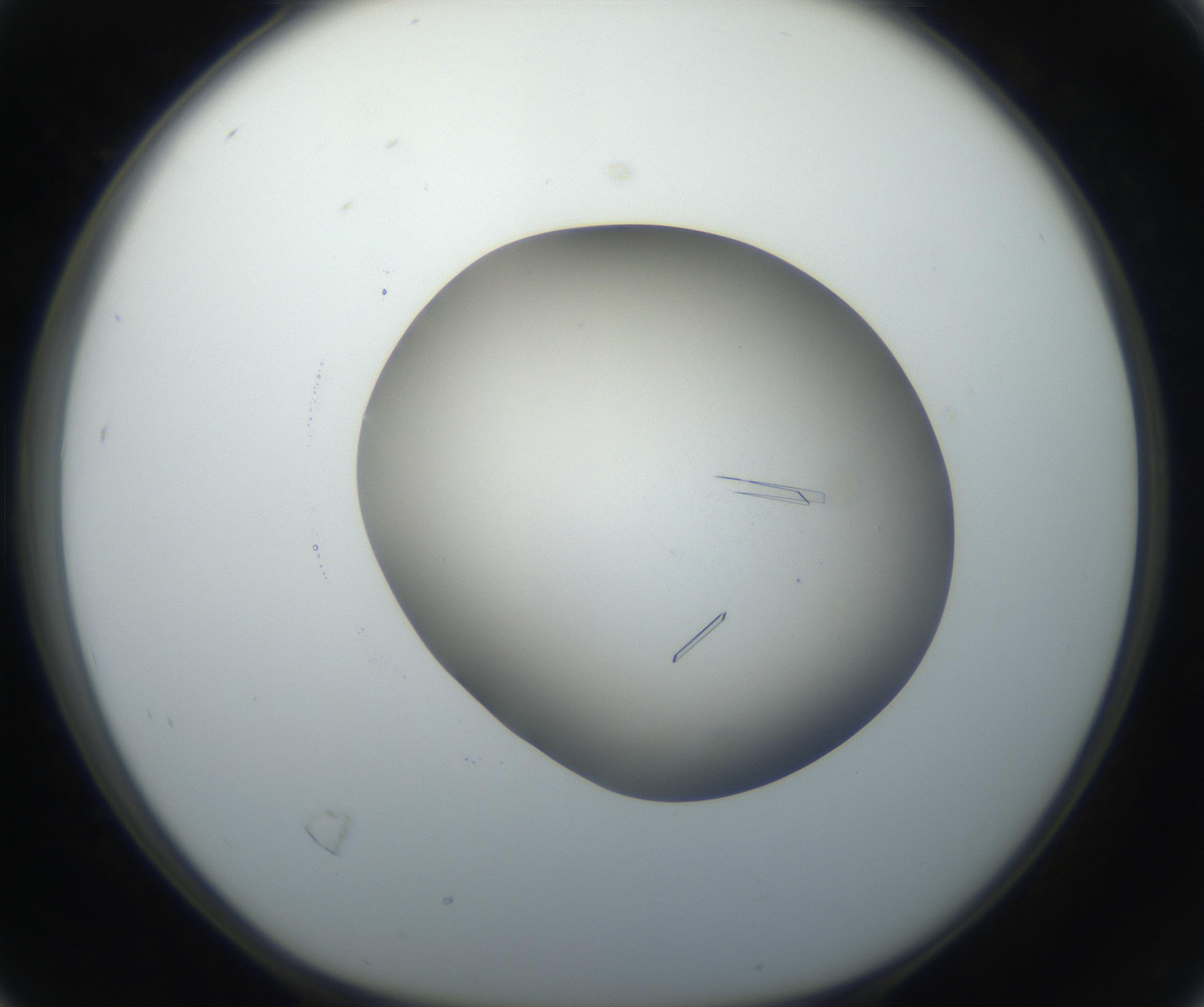 RI01_03_000_0212_Proj1_Clon1_MC_0000MC102648_002_160814_04_02_01_00_99_002_001_RAI.jpg