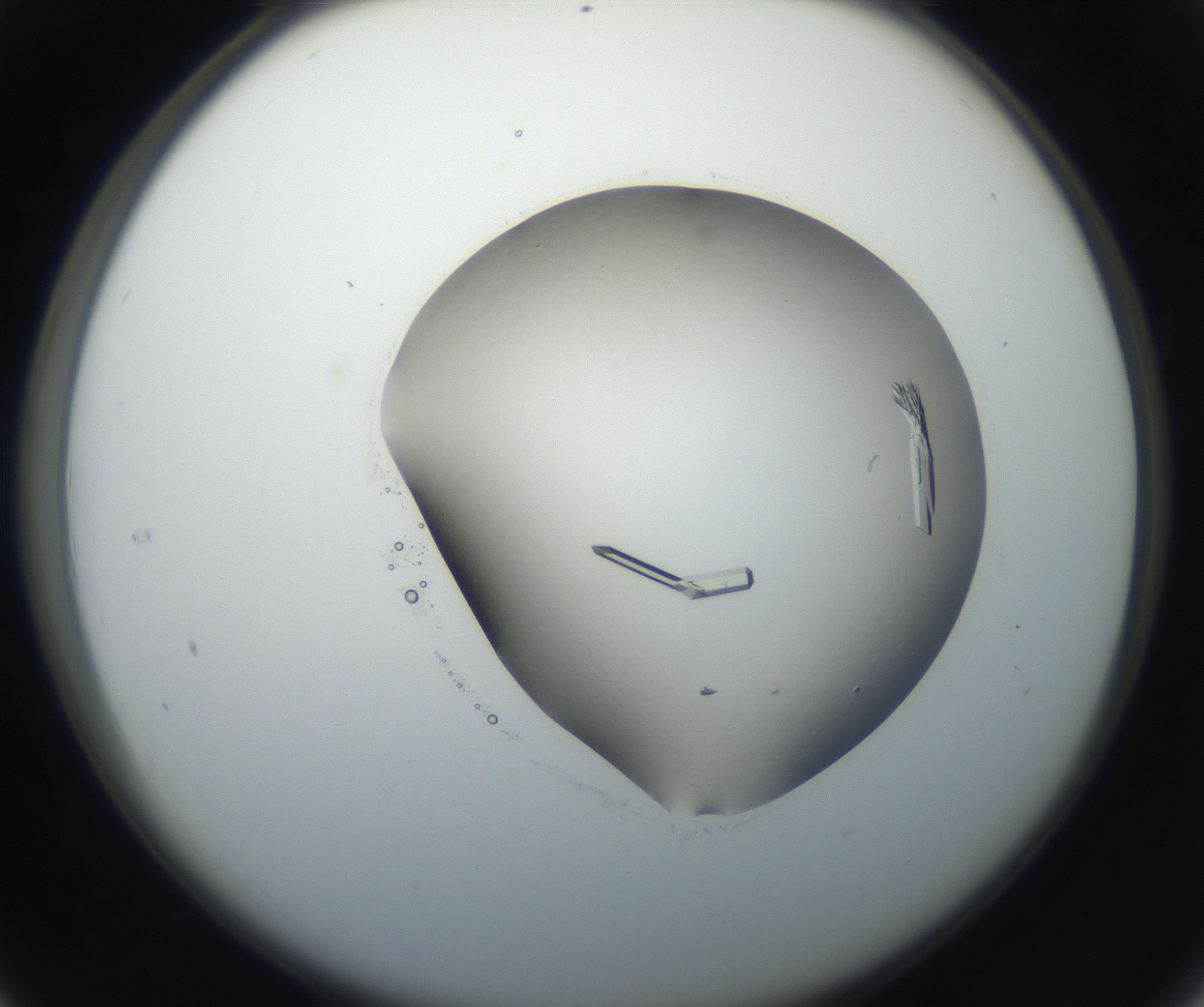 RI01_03_000_0212_Proj1_Clon1_MC_0000MC102648_002_160814_04_03_02_00_99_002_001_RAI.jpg