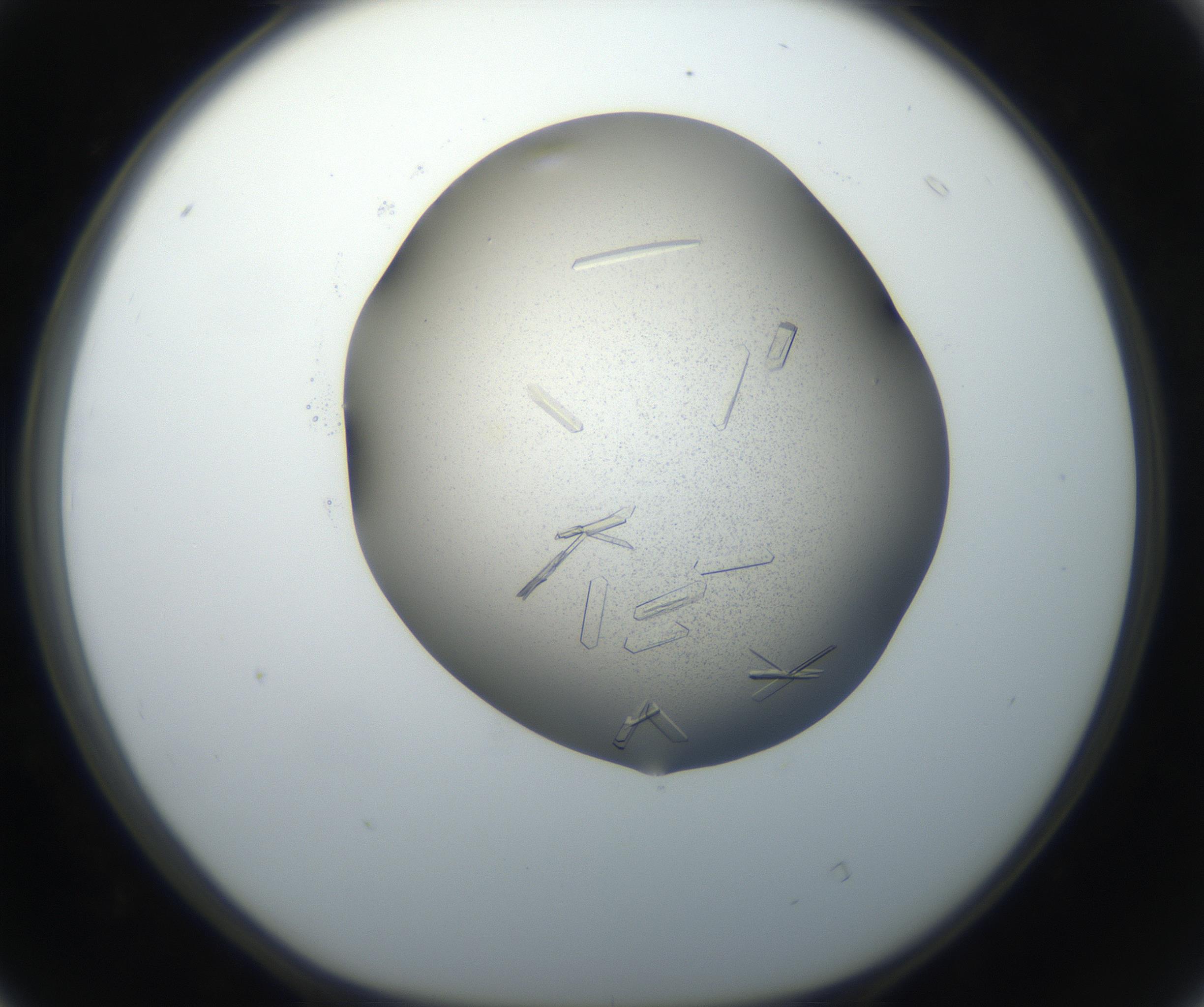 RI01_03_000_0212_Proj1_Clon1_MC_0000MC102648_002_160814_04_04_01_00_99_002_001_RAI.jpg