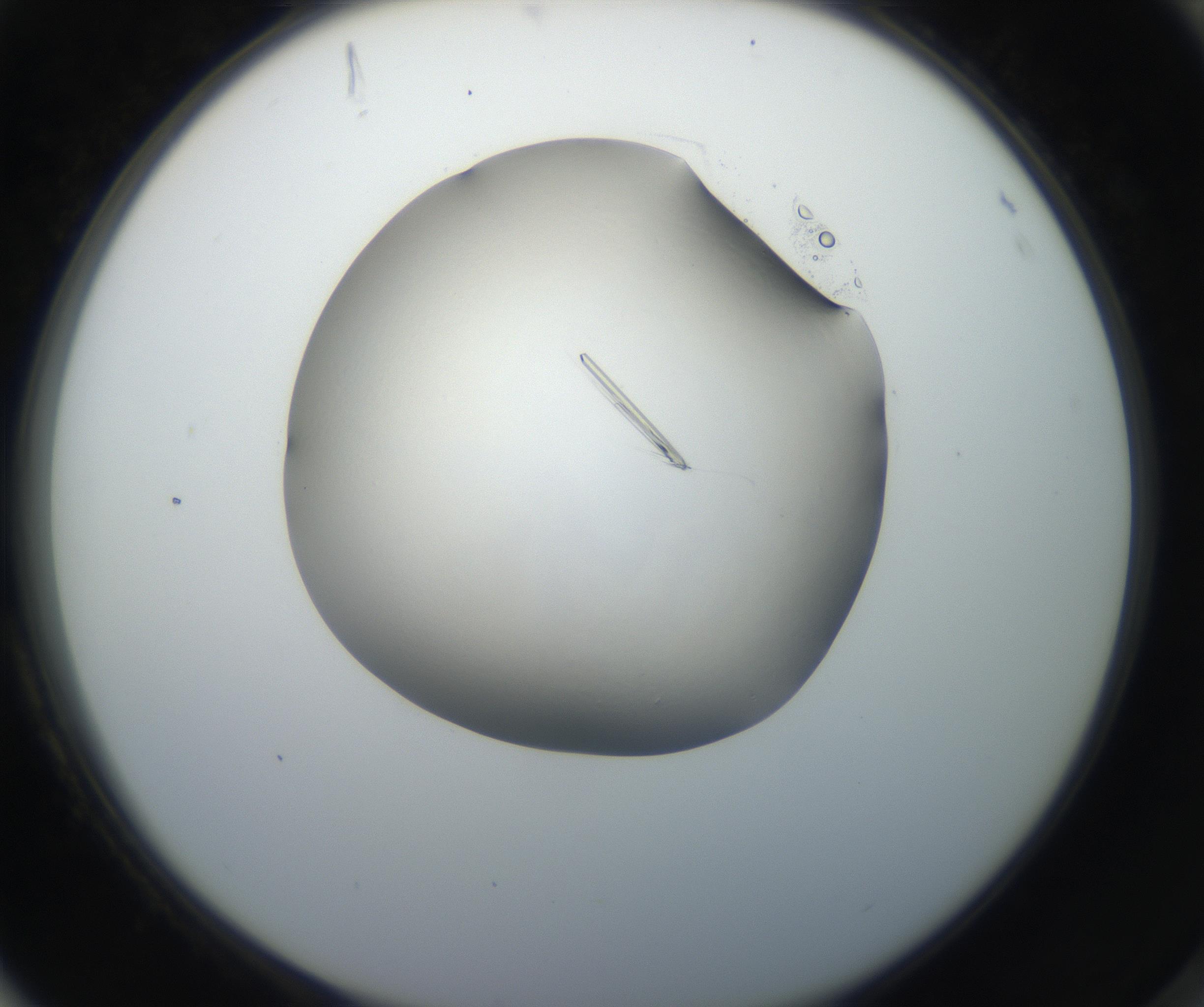 RI01_03_000_0212_Proj1_Clon1_MC_0000MC102648_002_160814_04_08_02_00_99_002_001_RAI.jpg