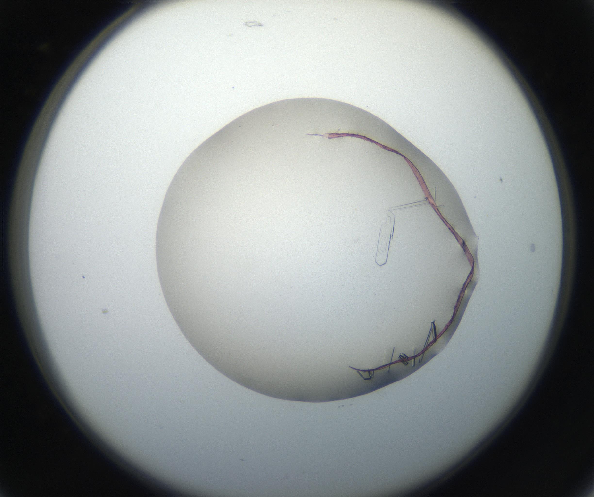 RI01_03_000_0212_Proj1_Clon1_MC_0000MC102648_002_160814_05_02_02_00_99_002_001_RAI.jpg