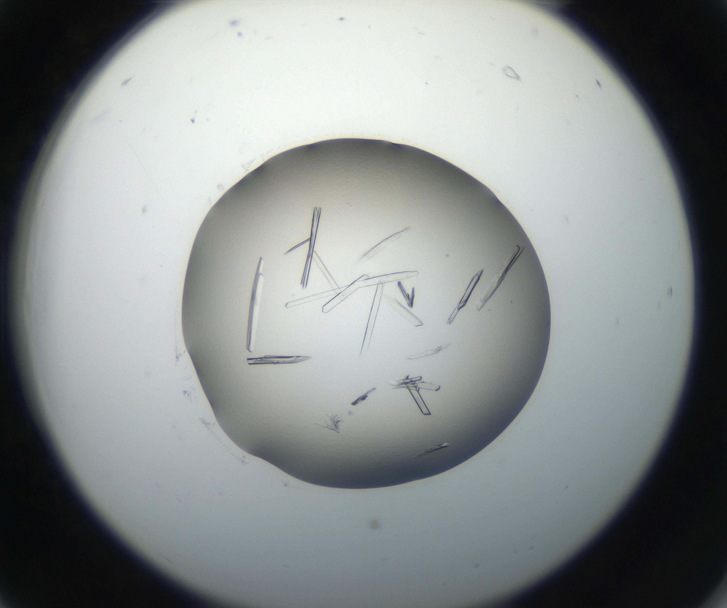 RI01_03_000_0212_Proj1_Clon1_MC_0000MC102648_002_160814_06_02_02_00_99_002_001_RAI.jpg