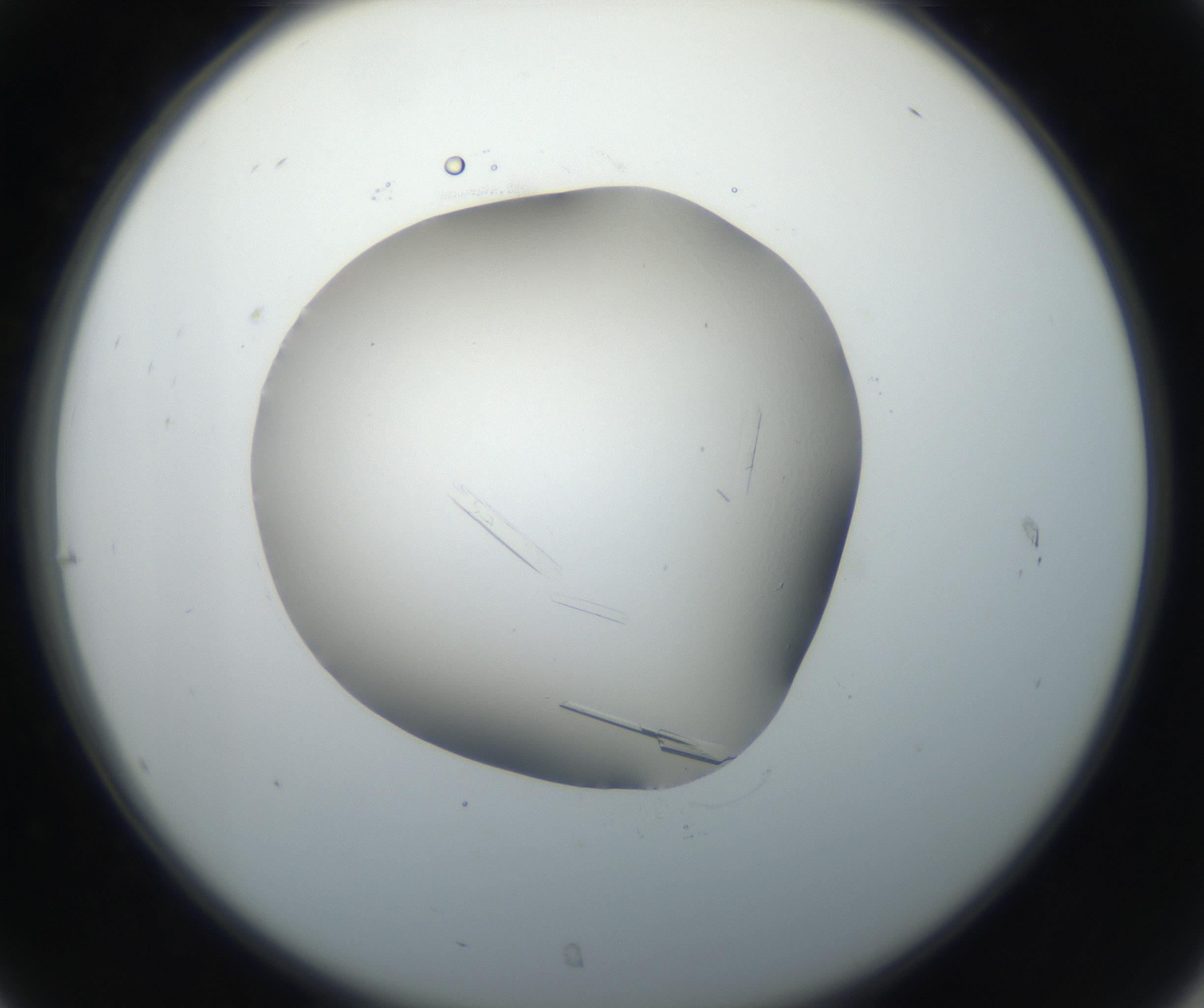 RI01_03_000_0212_Proj1_Clon1_MC_0000MC102648_002_160814_07_03_02_00_99_002_001_RAI.jpg