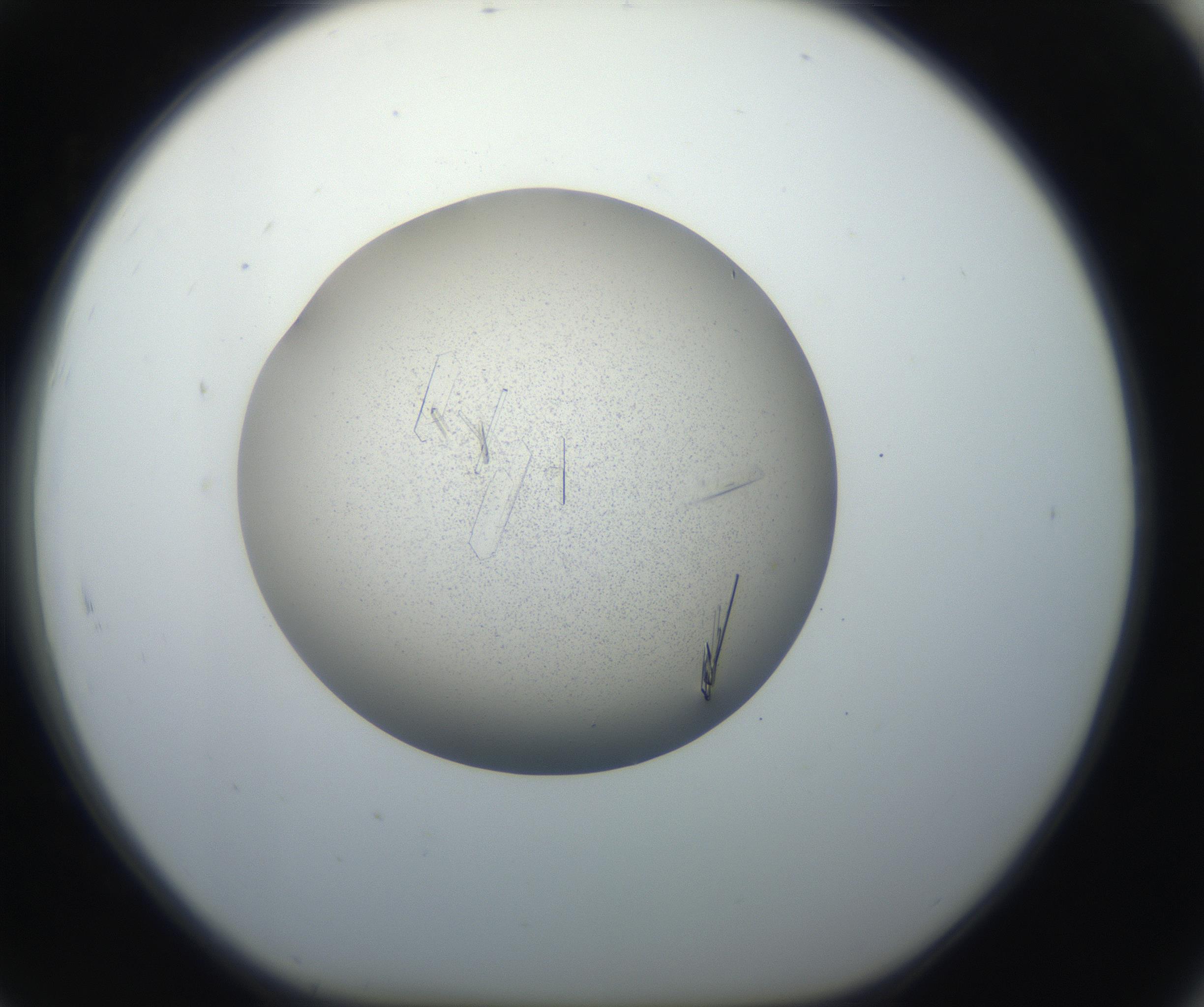 RI01_03_000_0212_Proj1_Clon1_MC_0000MC102648_002_160814_07_08_01_00_99_002_001_RAI.jpg