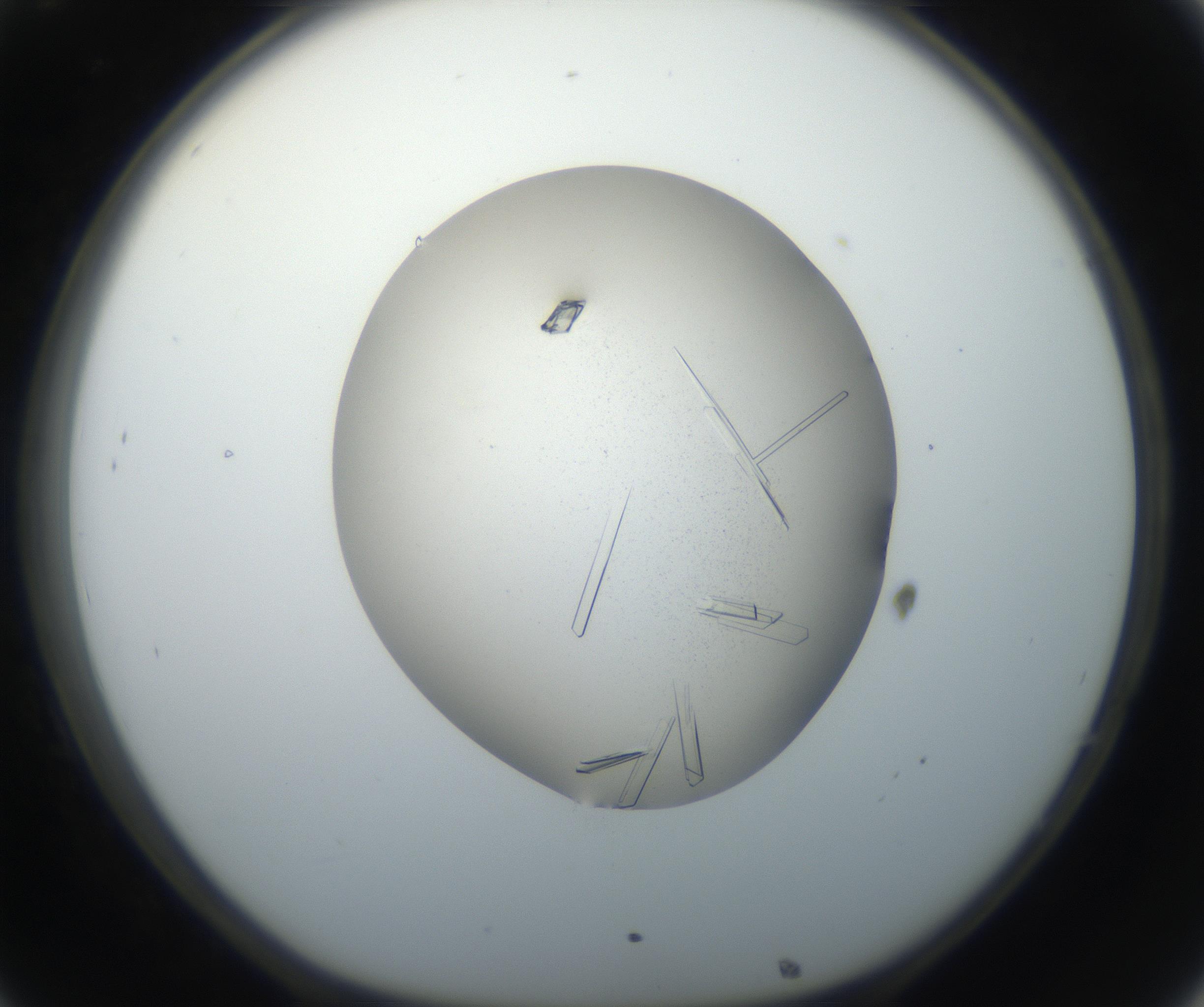 RI01_03_000_0212_Proj1_Clon1_MC_0000MC102648_002_160814_08_03_01_00_99_002_001_RAI.jpg